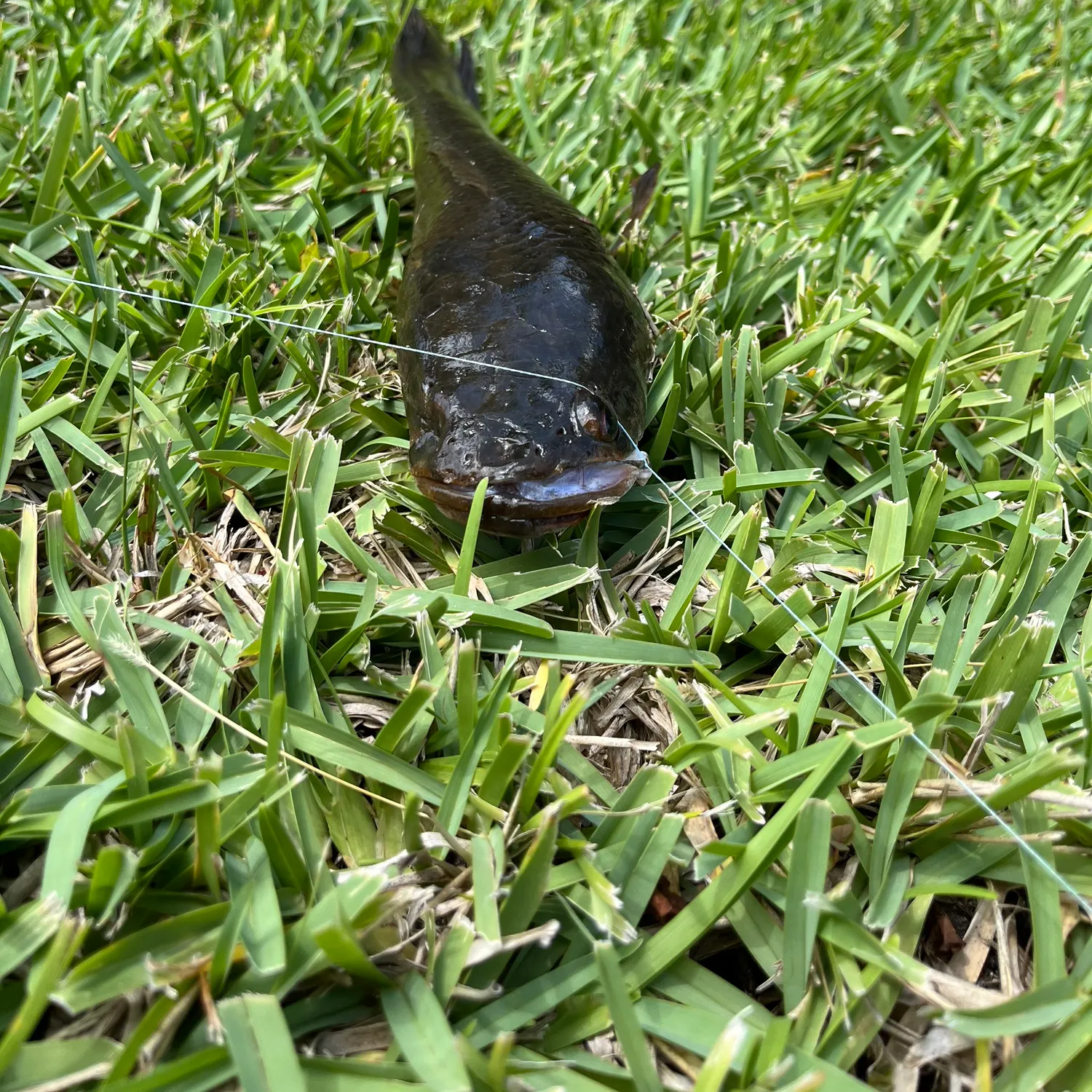 The most recent Indonesian snakehead catches on Fishbrain