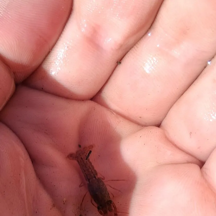 The most recent Red swamp crayfish catches on Fishbrain