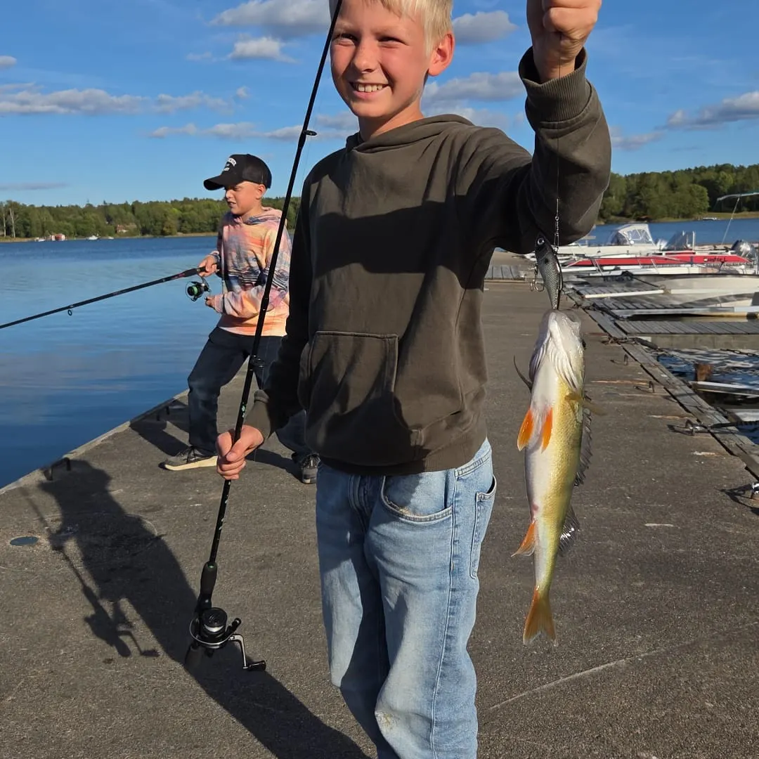 European perch caught on Fishbrain