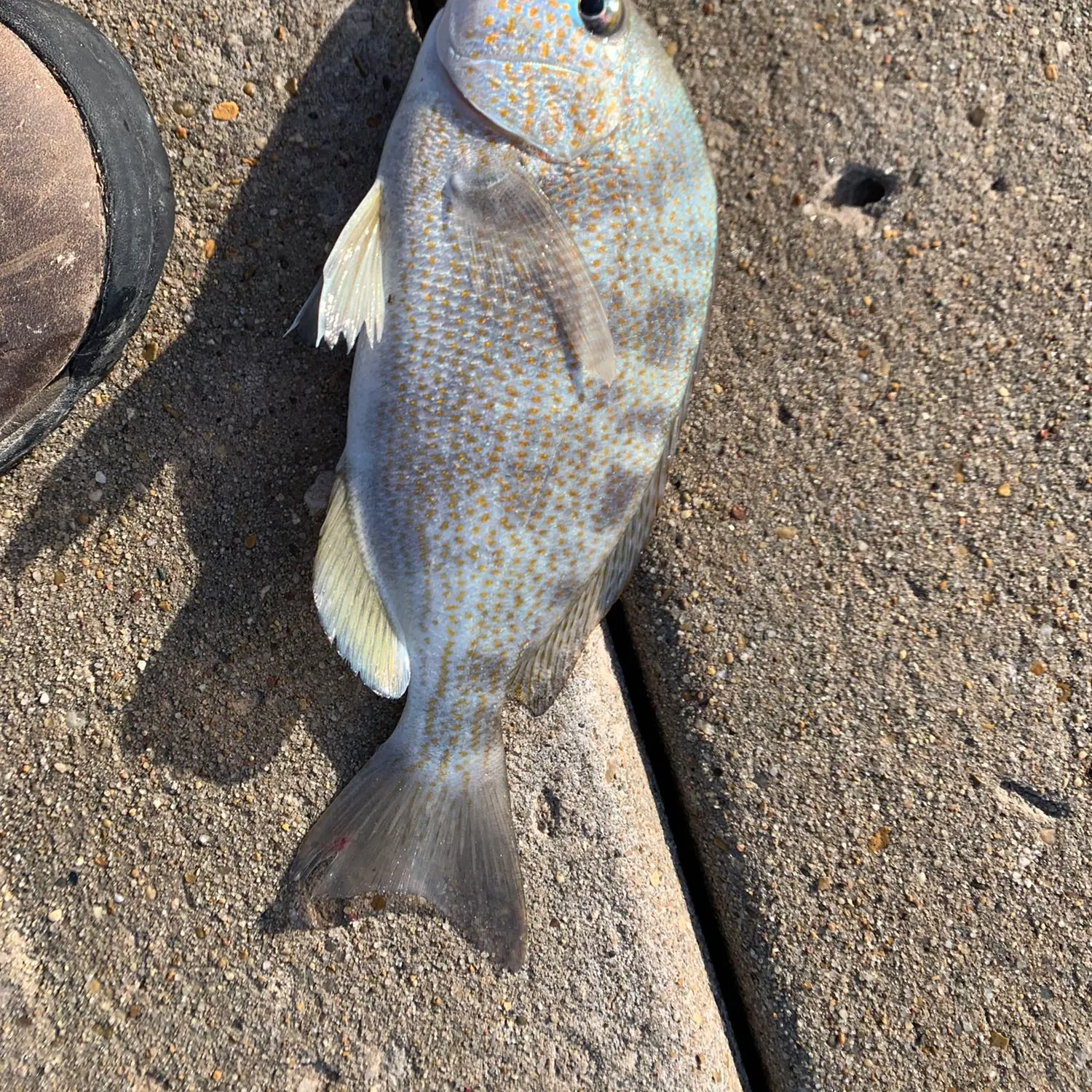 angler catch