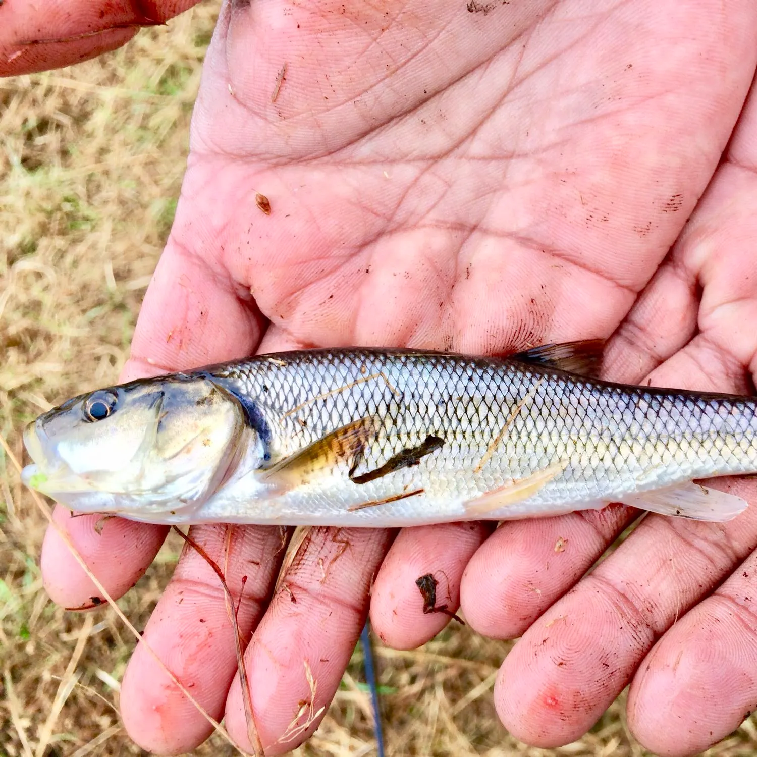 Fish caught on Fishbrain