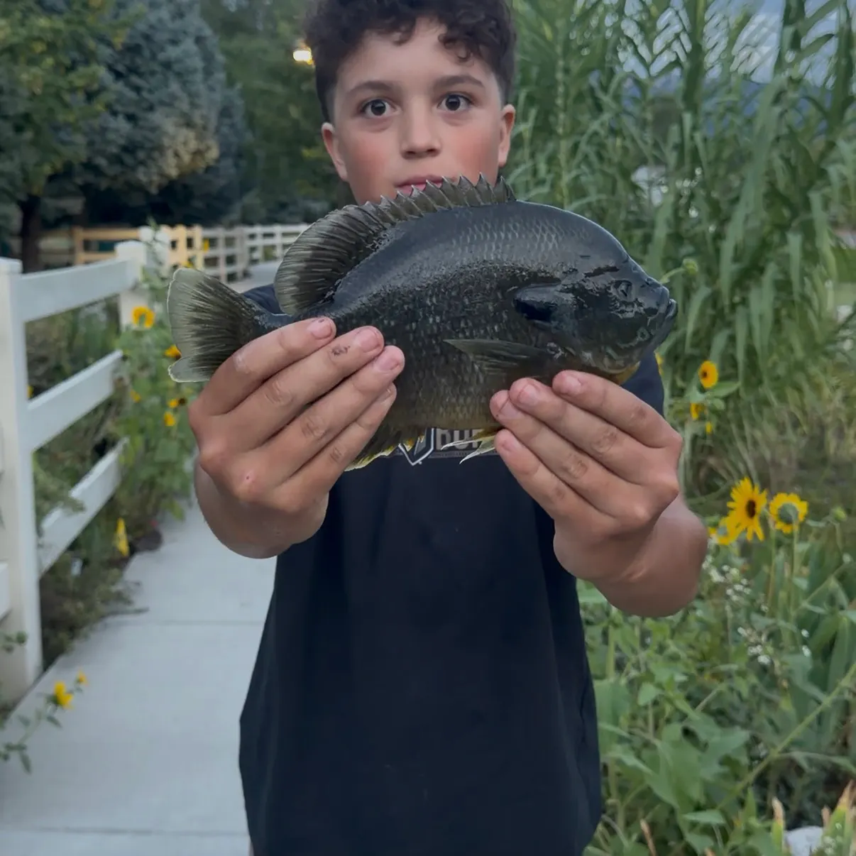Bluegill caught on Fishbrain