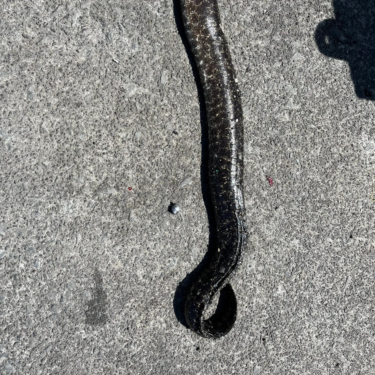 The most recent Peppered moray catches on Fishbrain