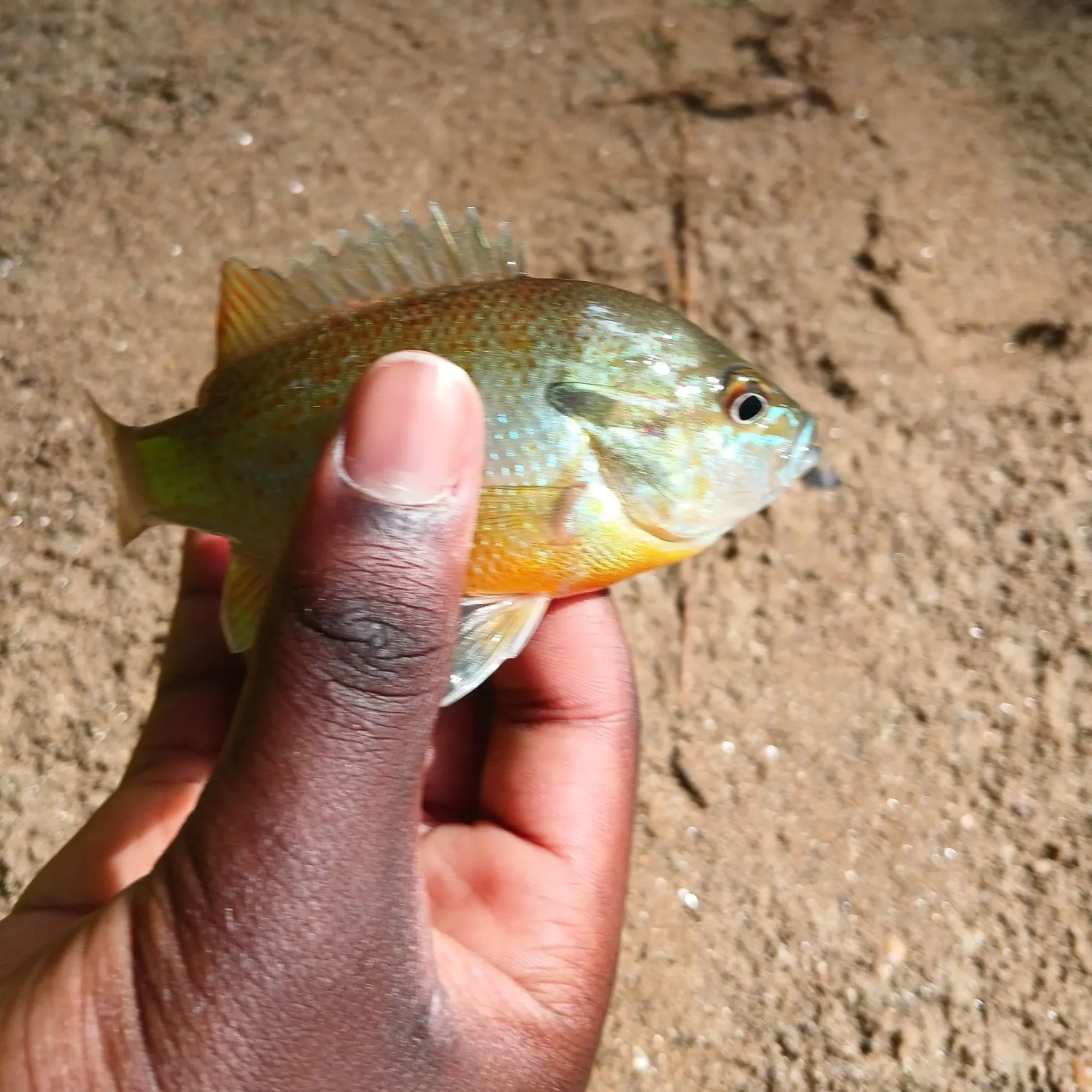 Redbreast sunfish caught on Fishbrain