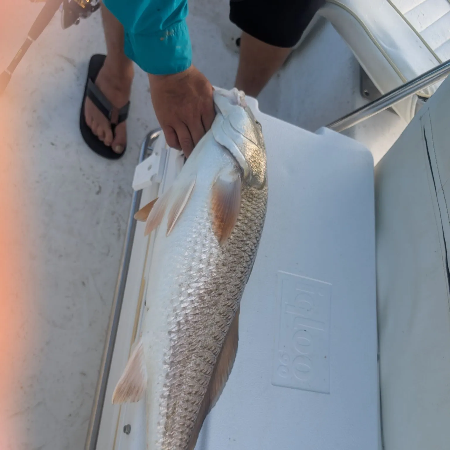 Red drum caught on Fishbrain