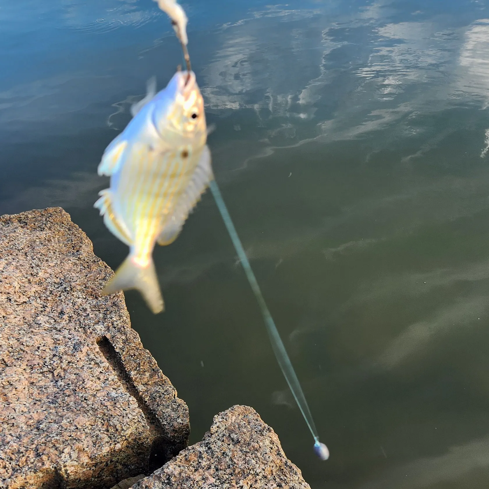 Pinfish caught on Fishbrain