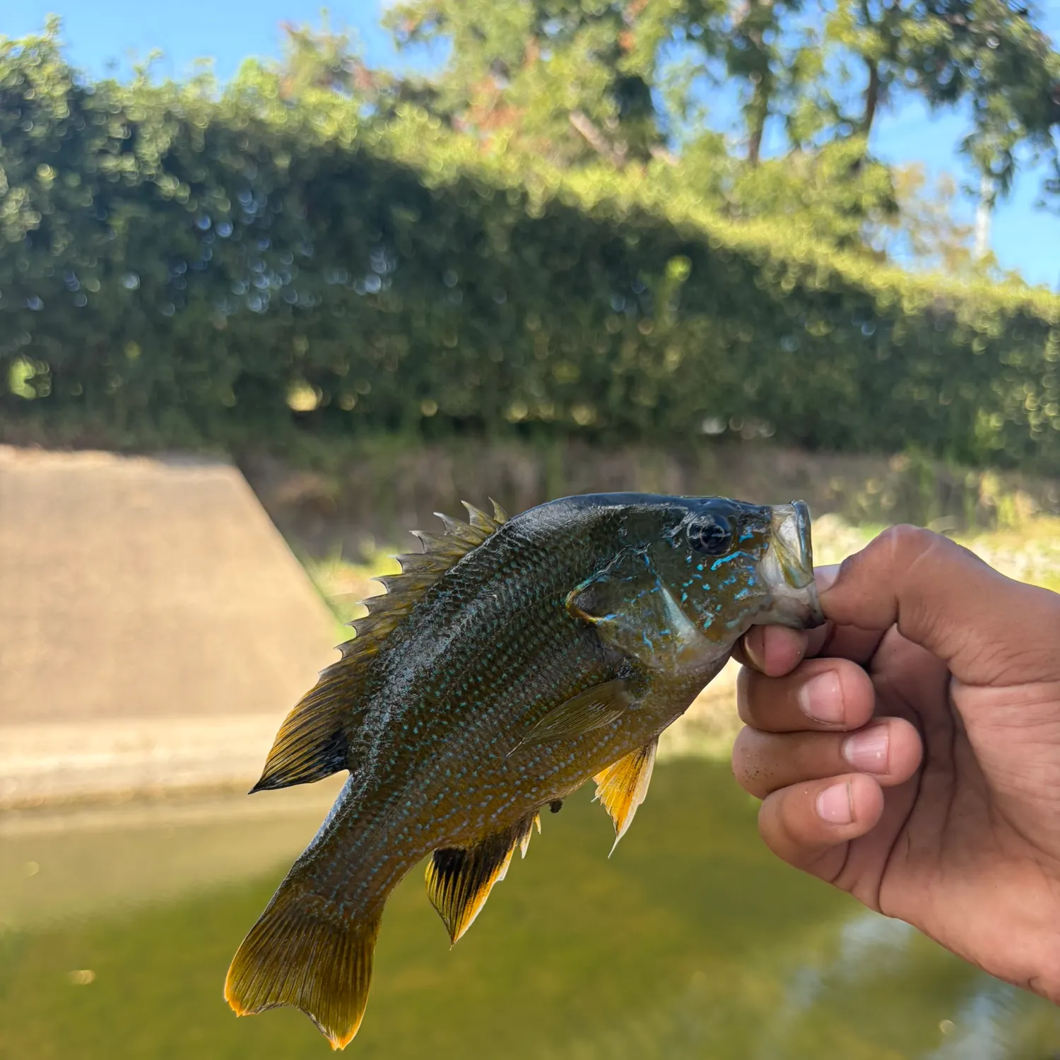 Green sunfish caught on Fishbrain