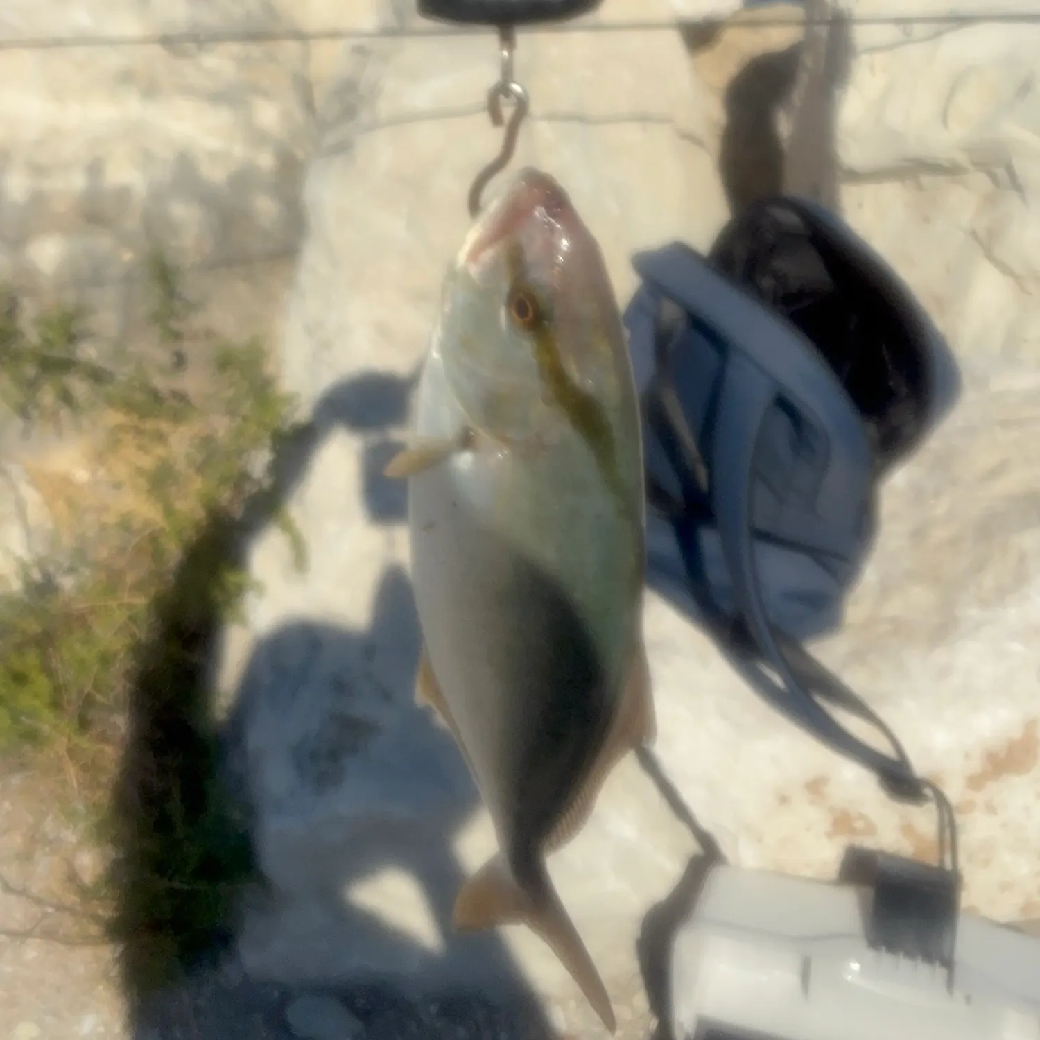 Greater amberjack caught on Fishbrain