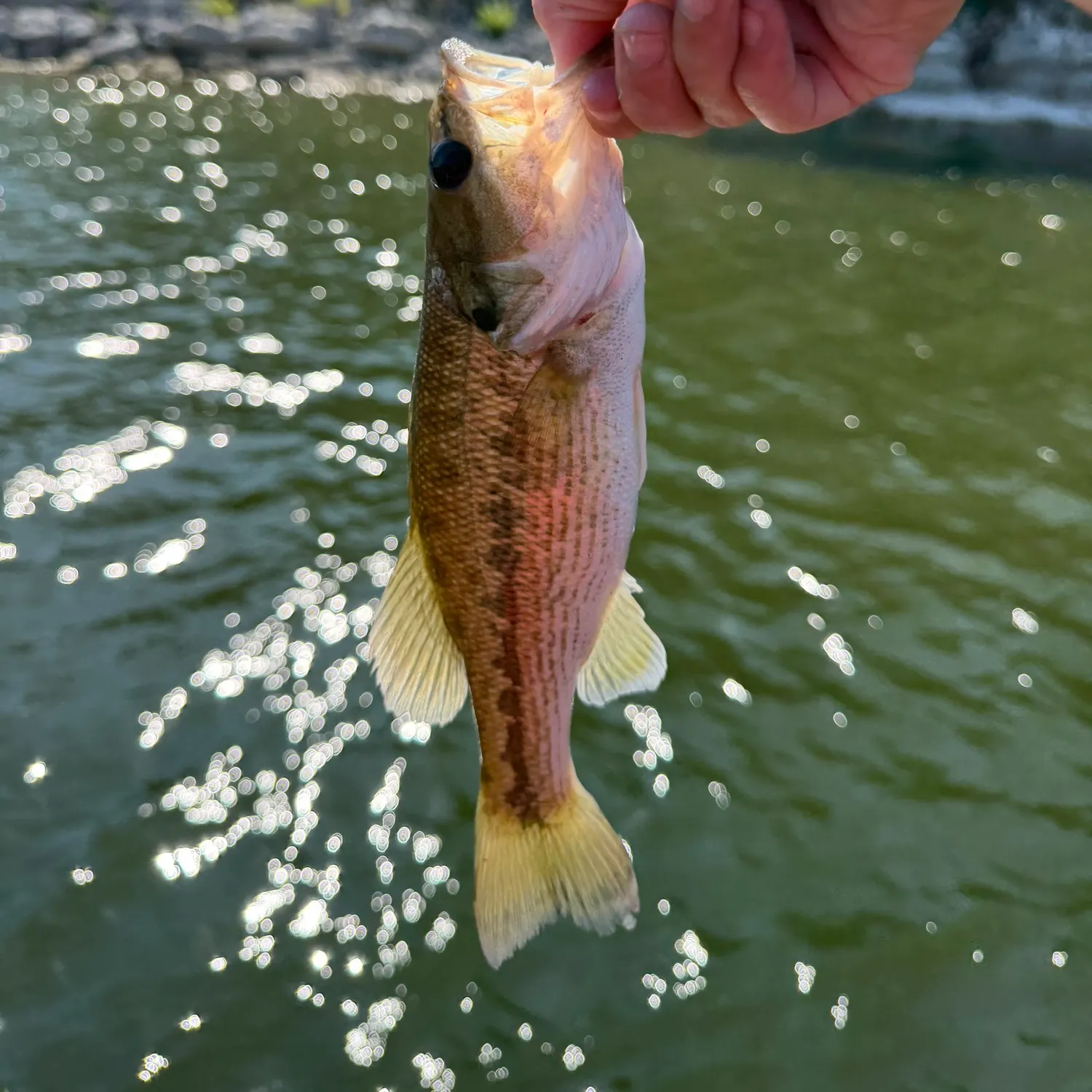 Spotted bass caught on Fishbrain