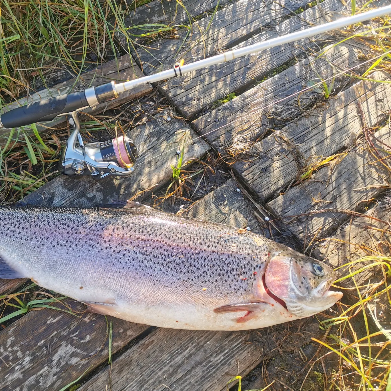 recently logged catches