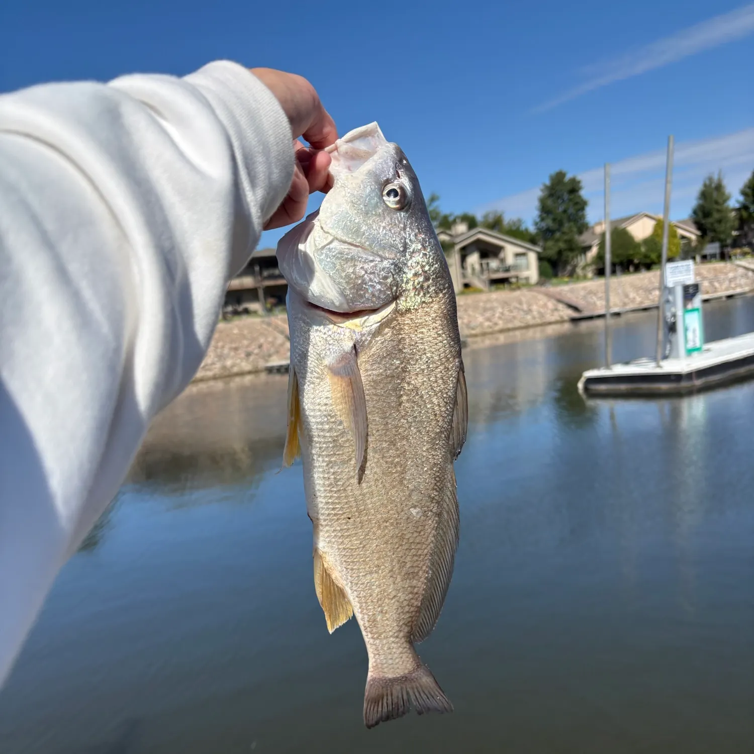 Freshwater drum caught on Fishbrain