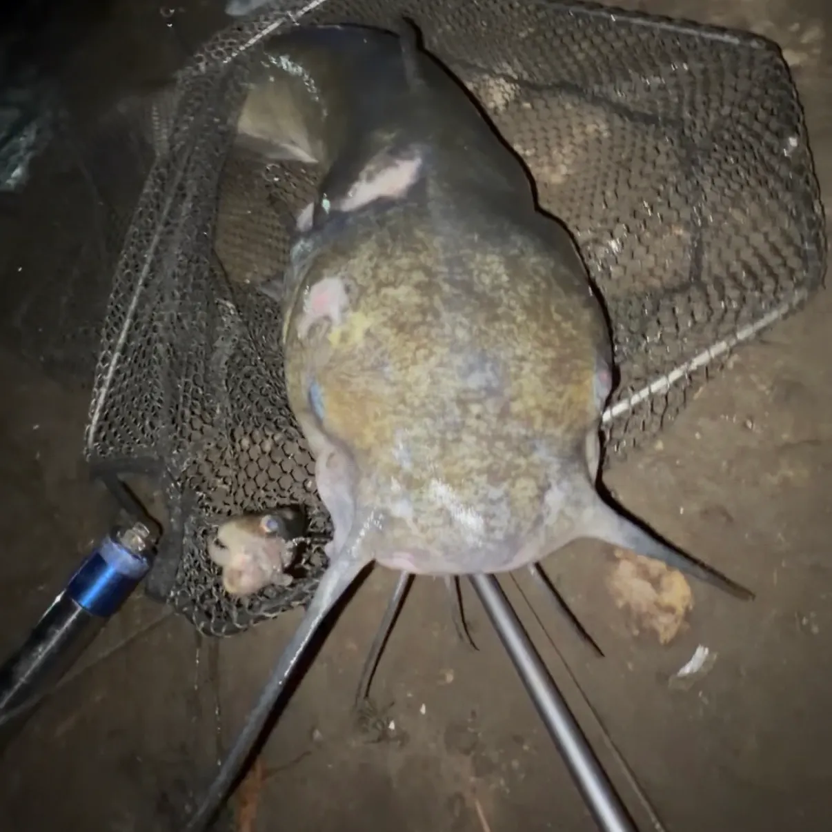 Flathead catfish caught on Fishbrain