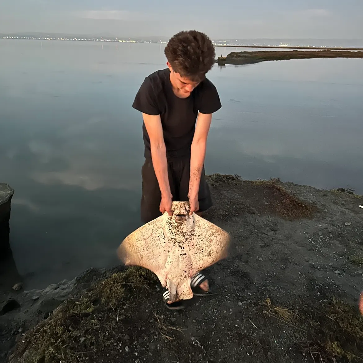 Bat eagle ray caught on Fishbrain