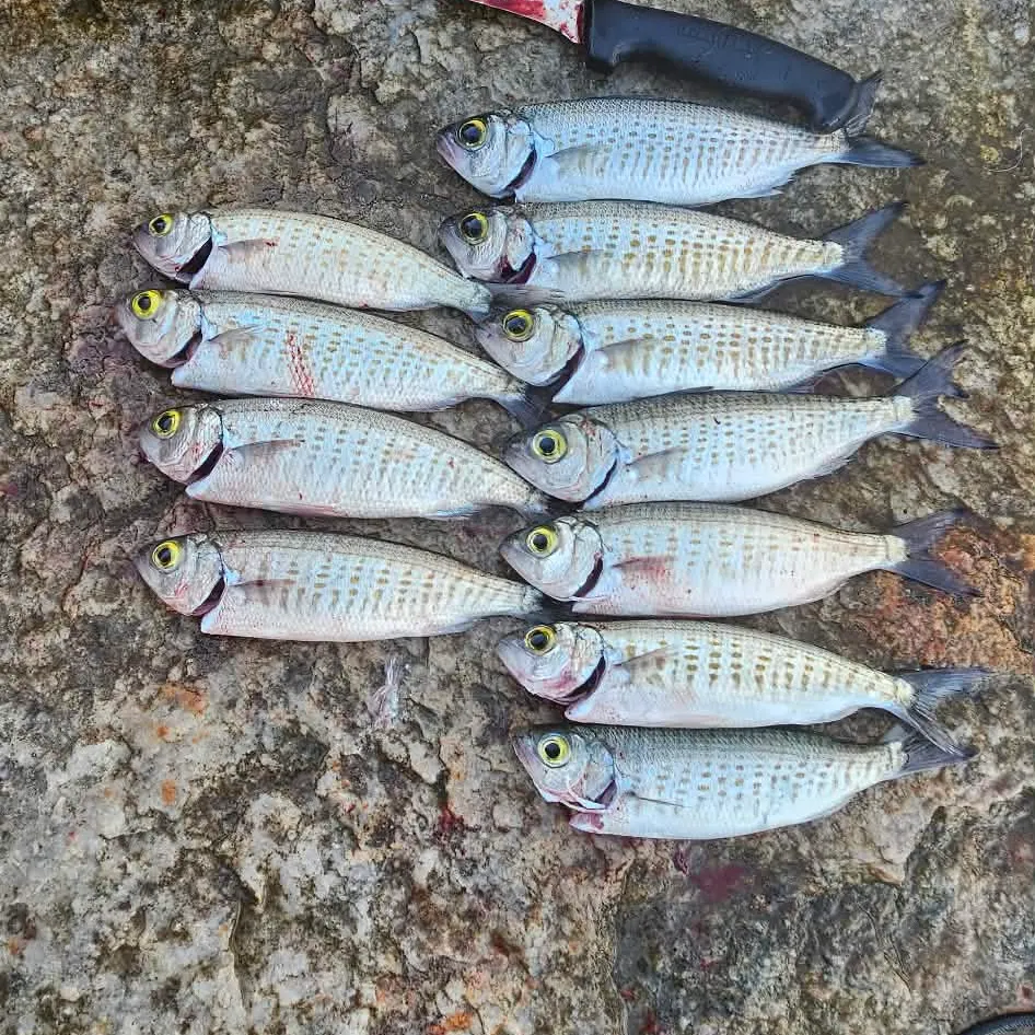 The most recent Australian ruff catches on Fishbrain
