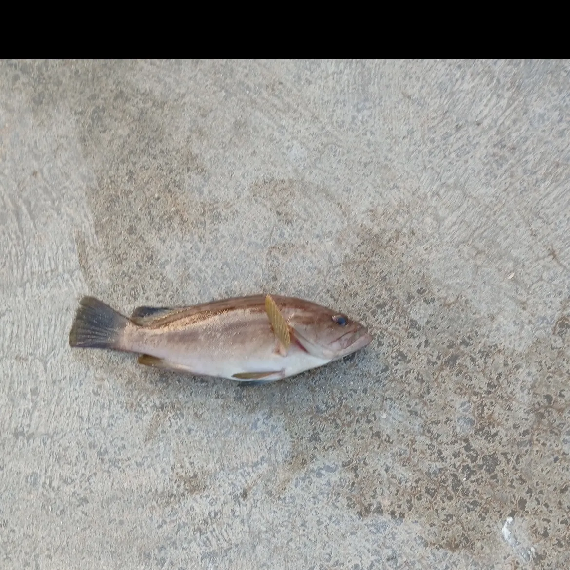 The most recent Dusky grouper catches on Fishbrain
