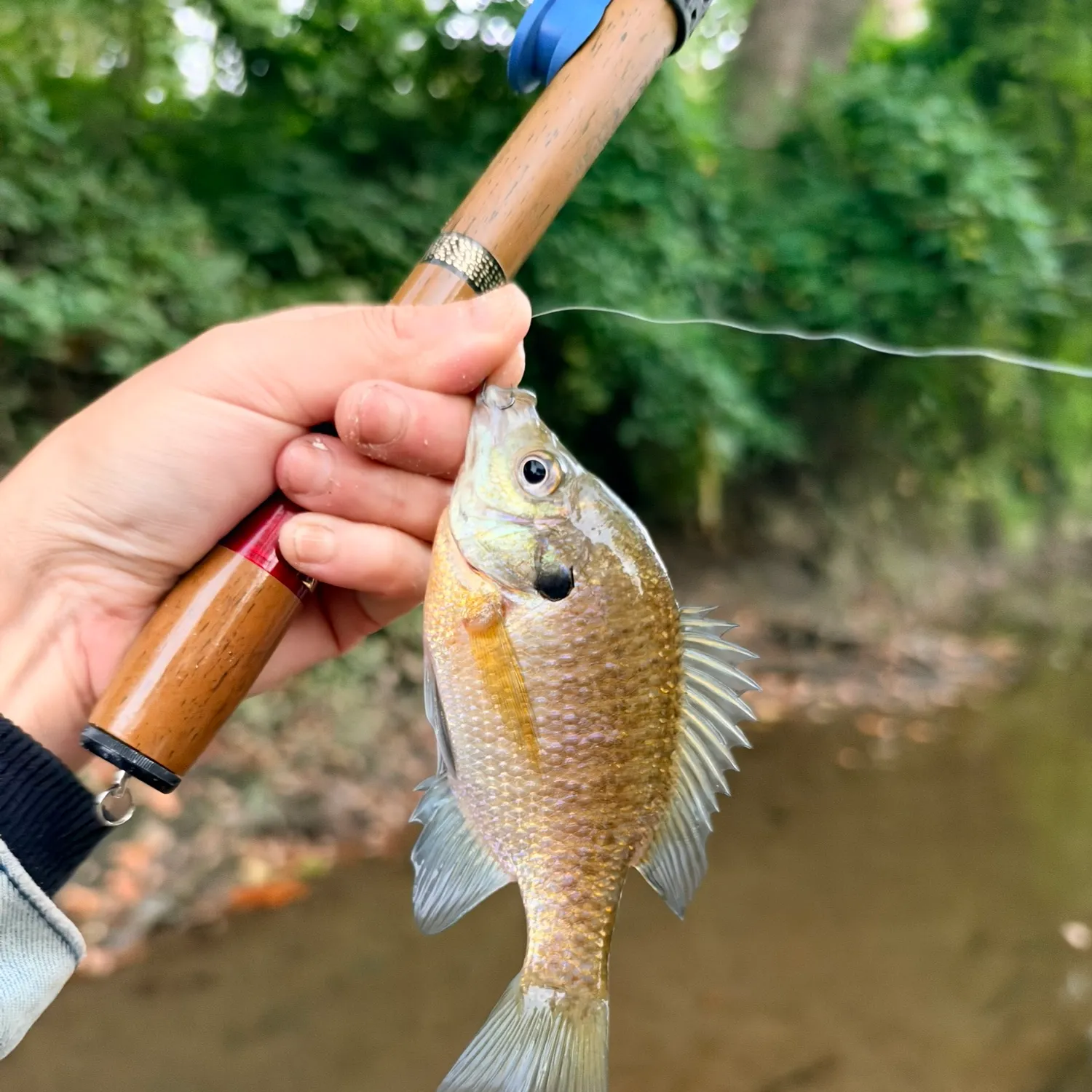 Bluegill caught on Fishbrain