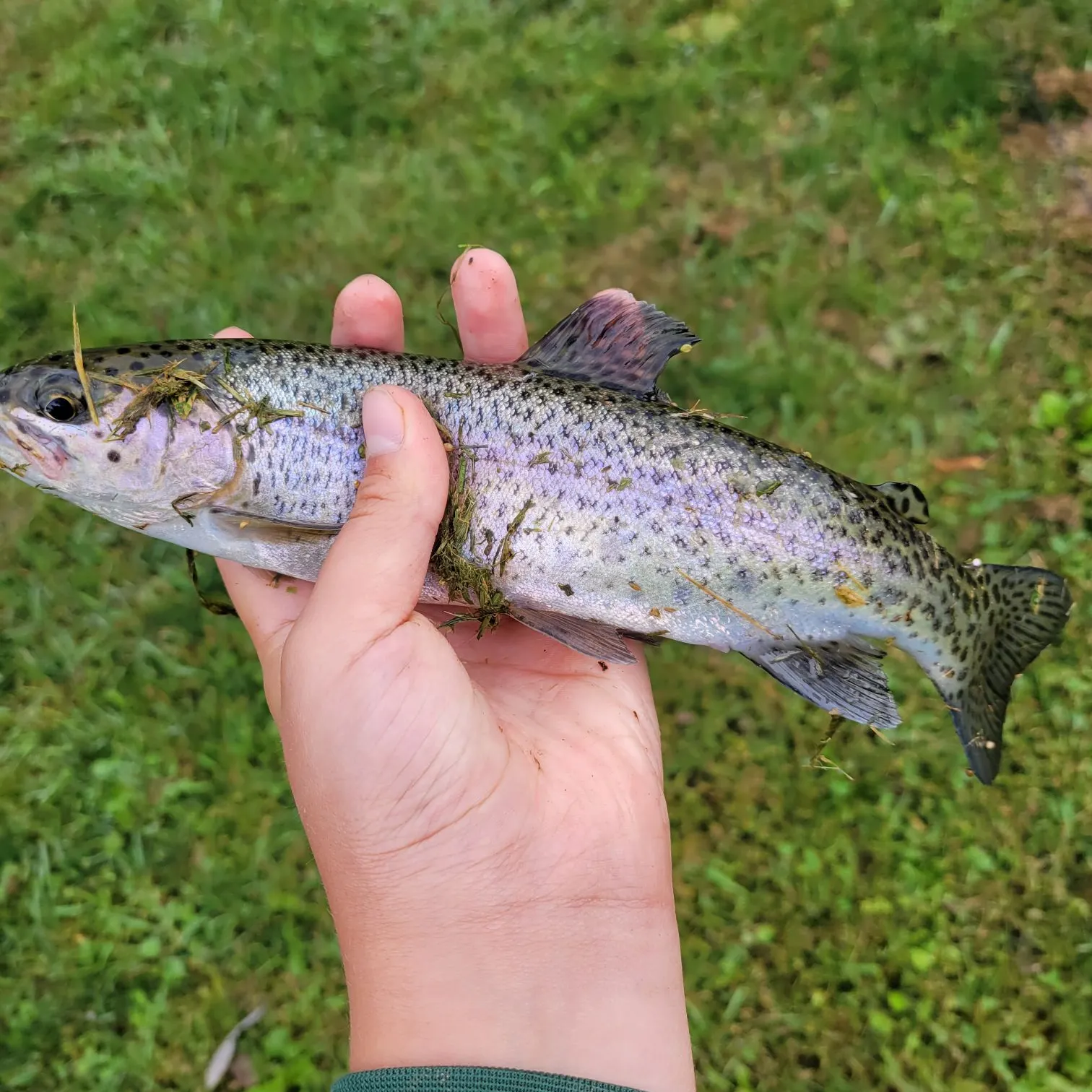 Rainbow trout caught on Fishbrain