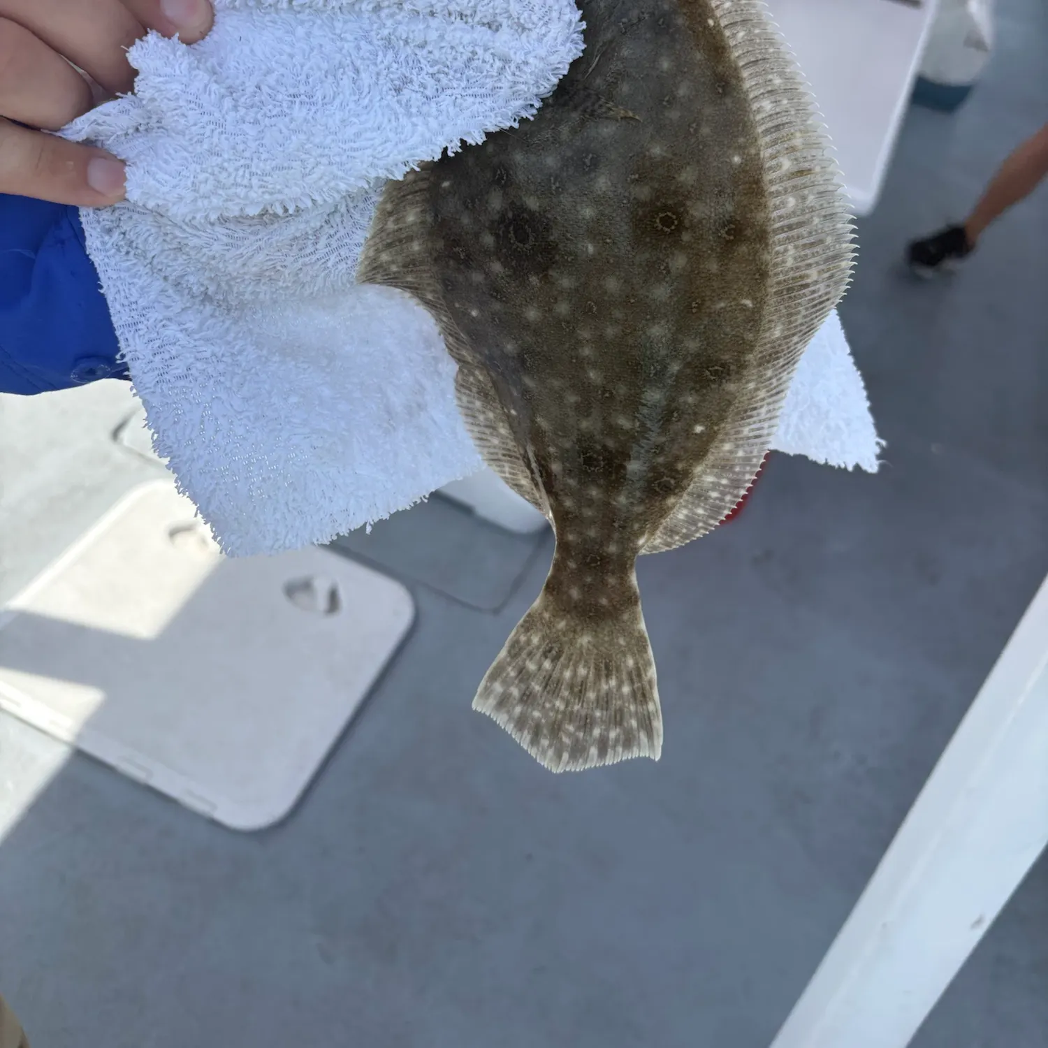 Summer flounder caught on Fishbrain