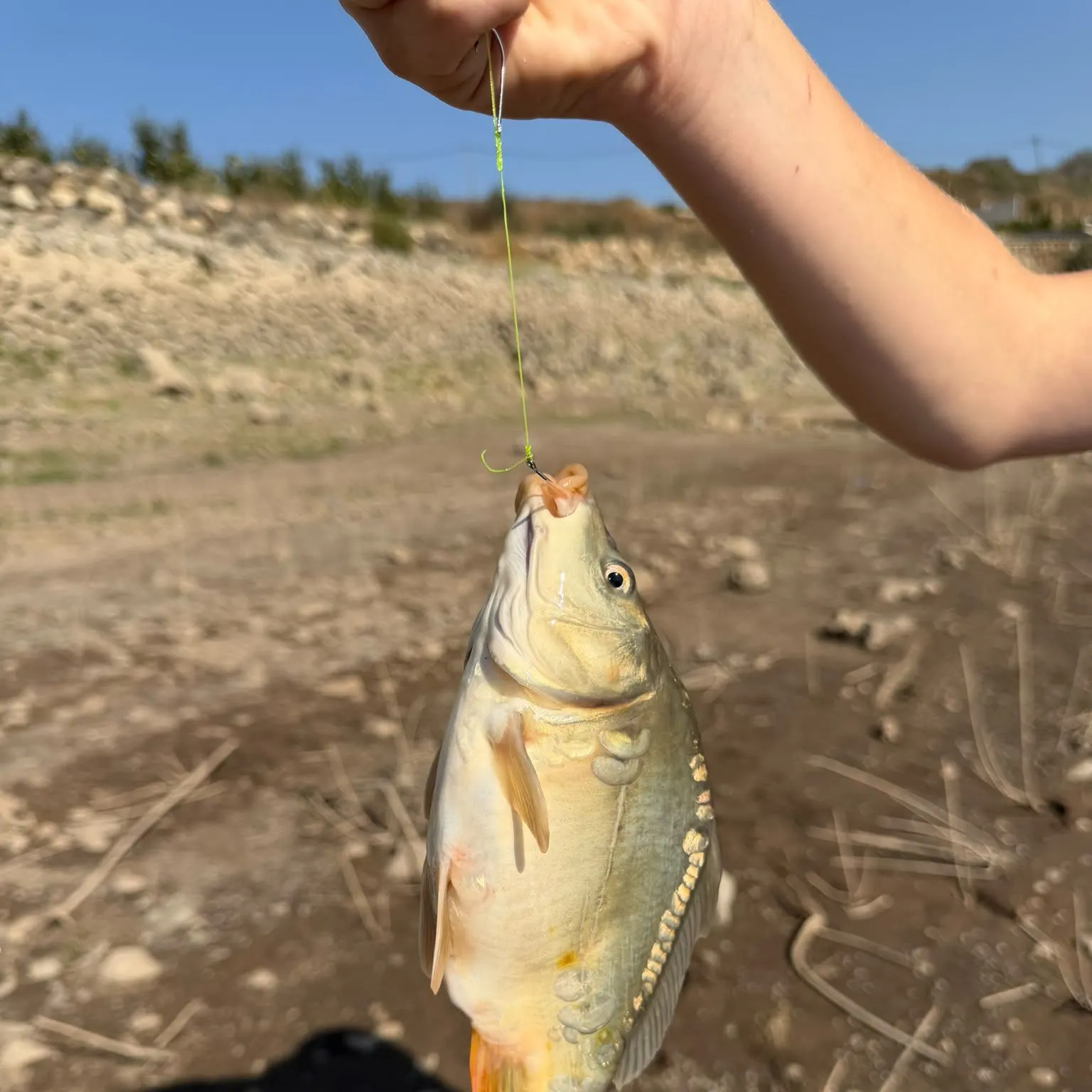 Mirror carp caught on Fishbrain