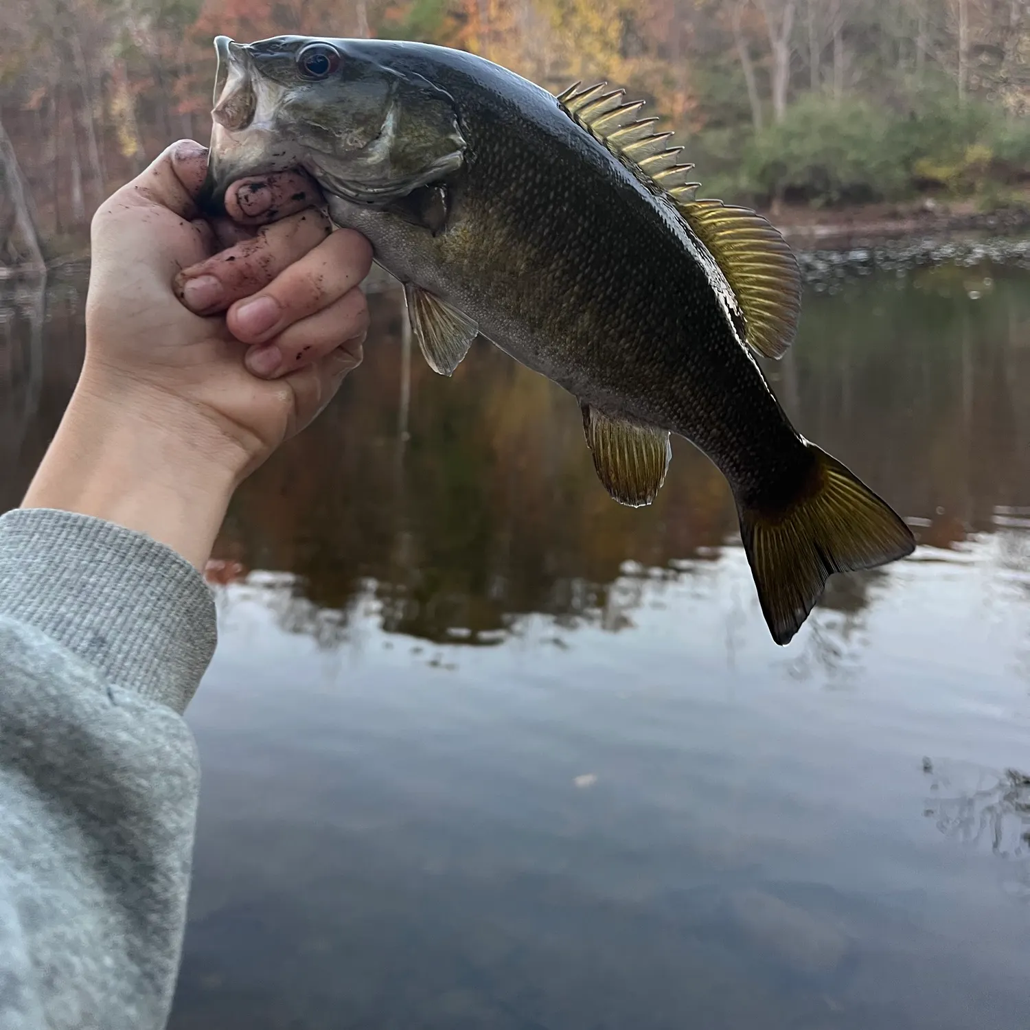 Smallmouth bass caught on Fishbrain