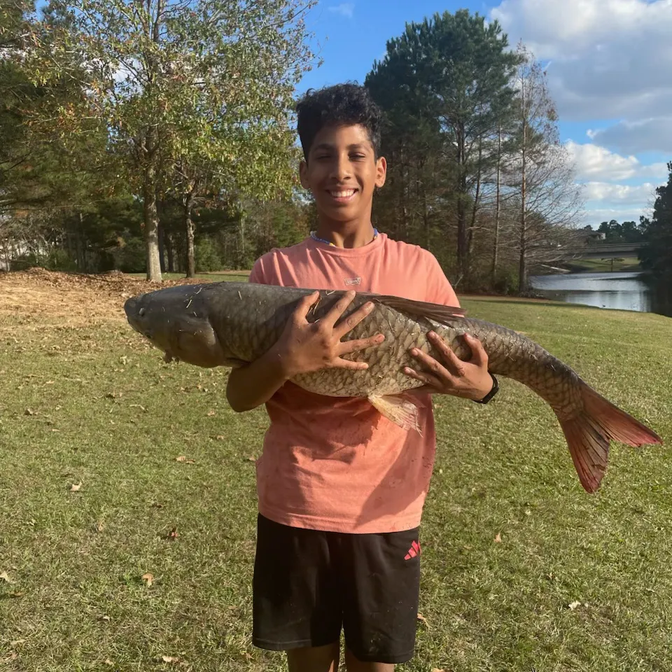 The most recent Grass carp catches on Fishbrain