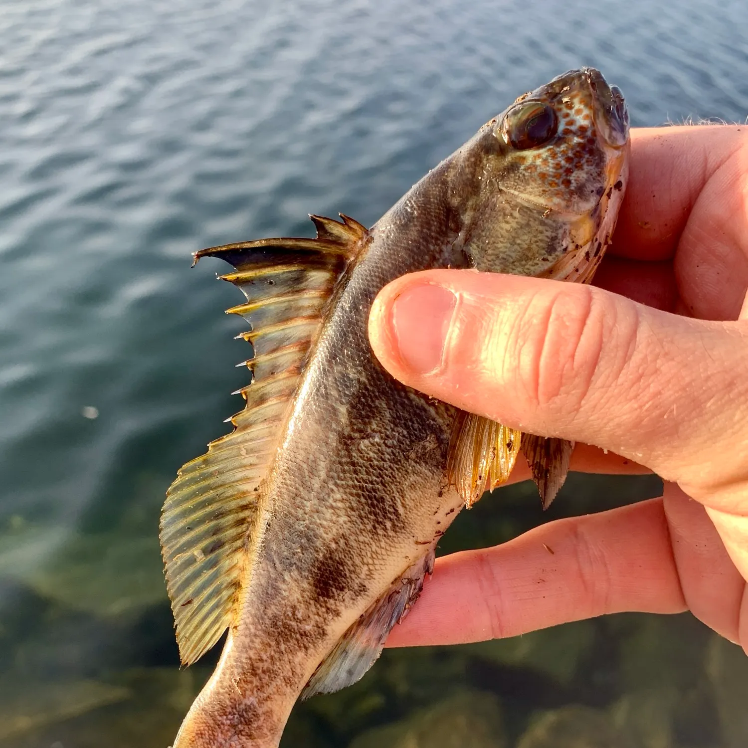 Barred sand bass caught on Fishbrain