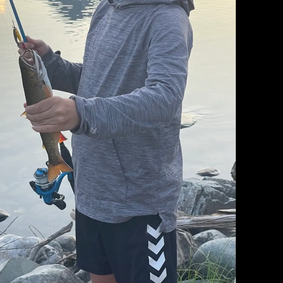 Brook trout caught on Fishbrain