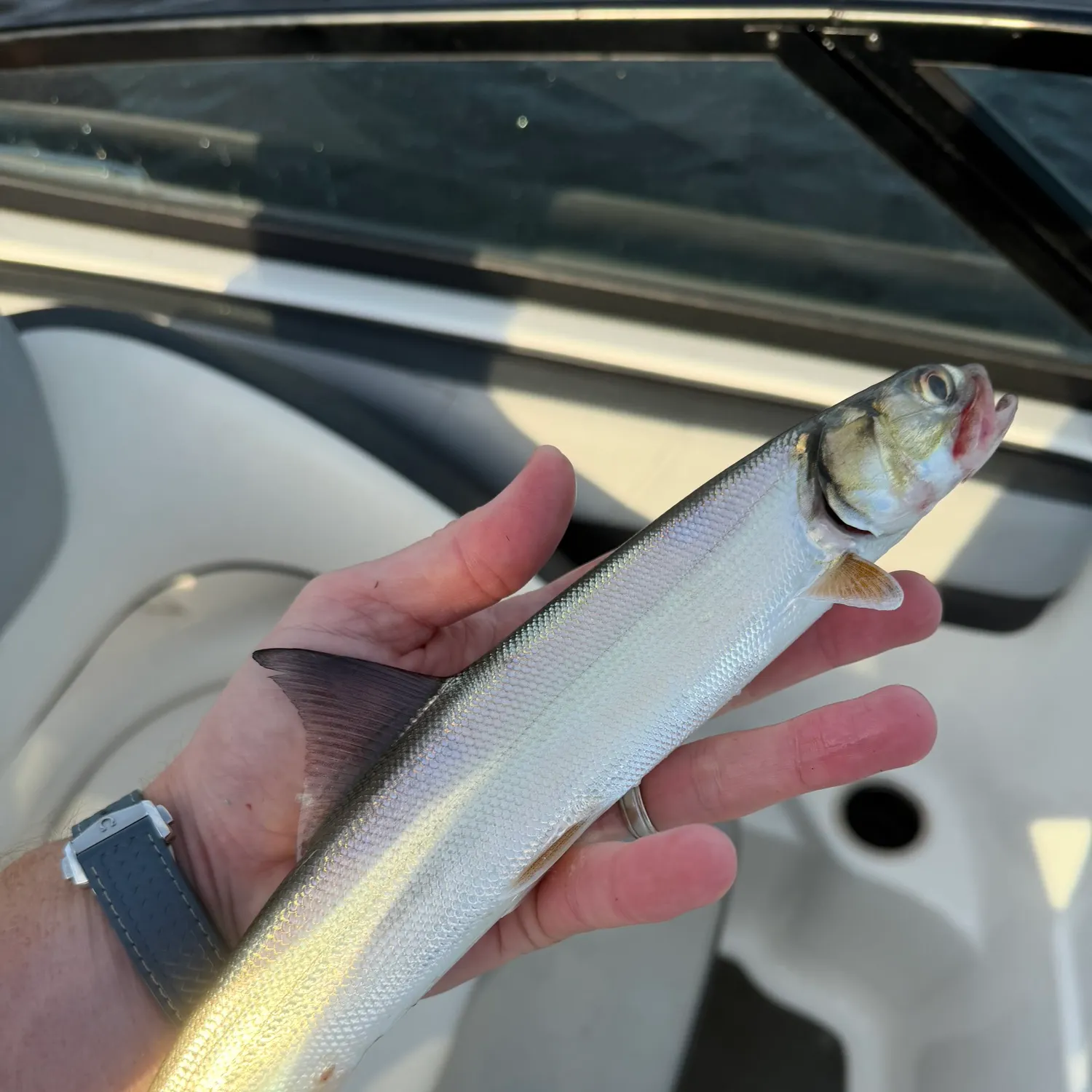 Ladyfish caught on Fishbrain