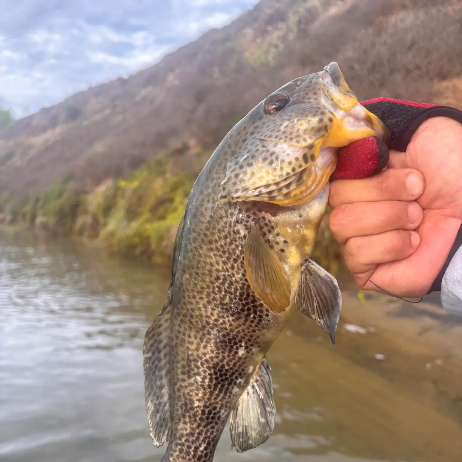 Spotted sand bass caught on Fishbrain