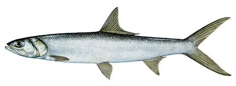 Baitfish