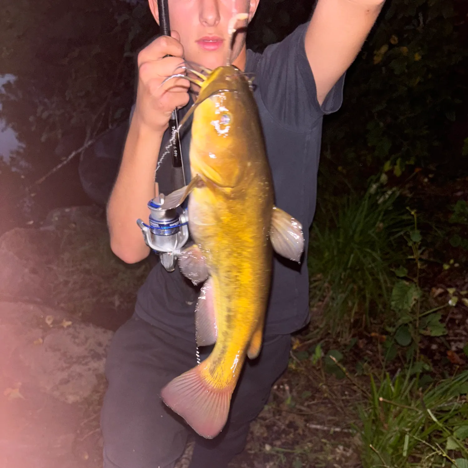 Yellow bullhead caught on Fishbrain