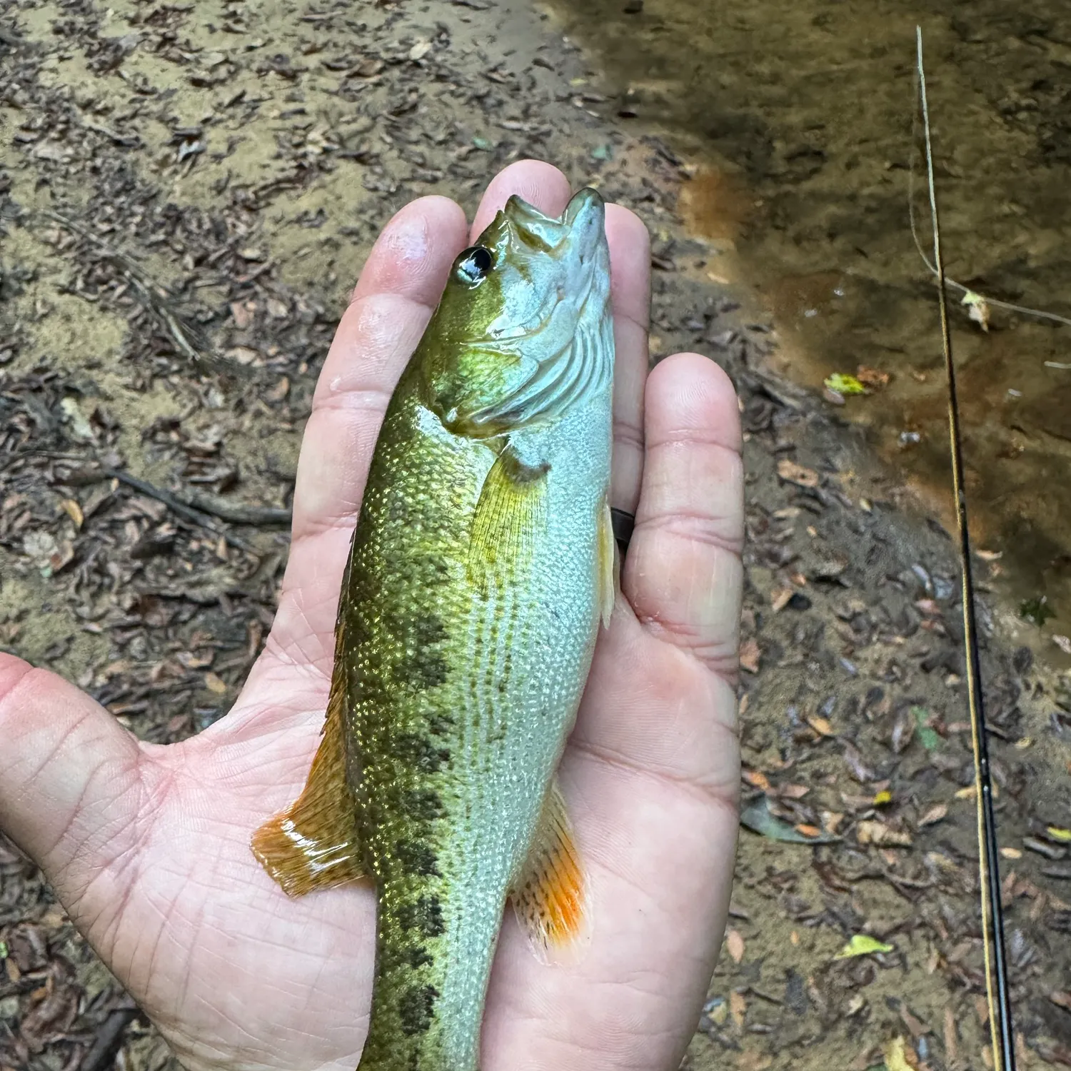 Warrior bass caught on Fishbrain