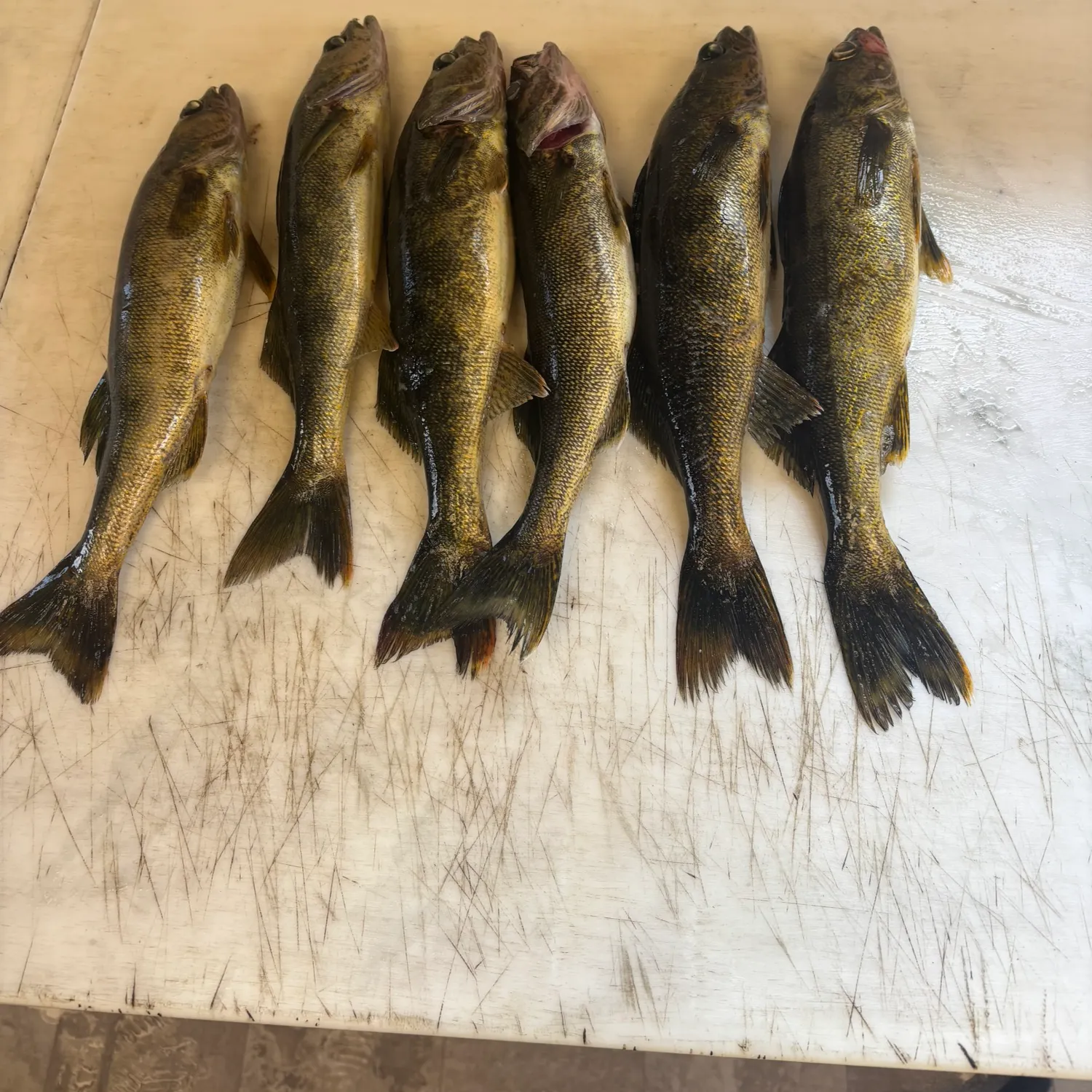 recently logged catches