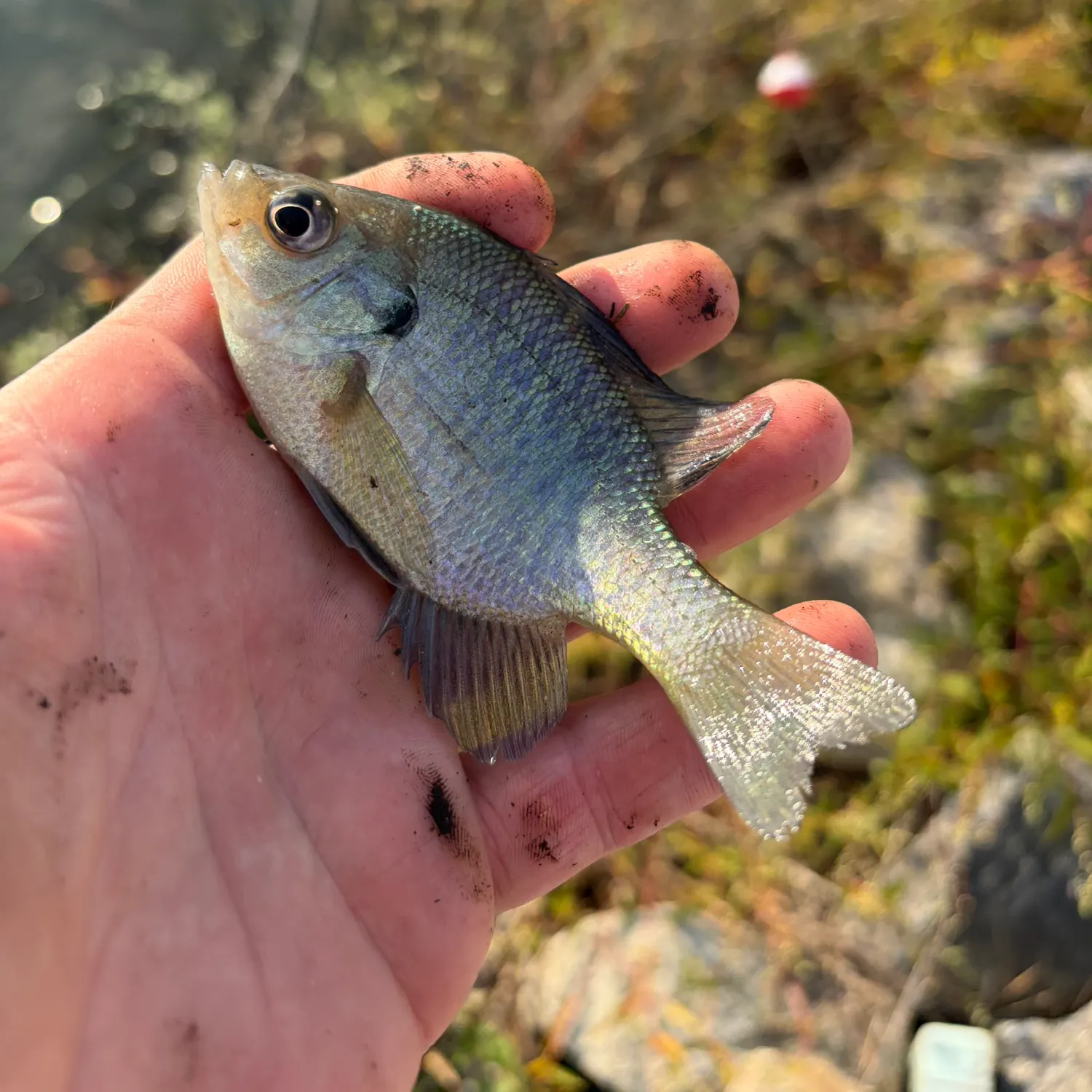Bluegill caught on Fishbrain
