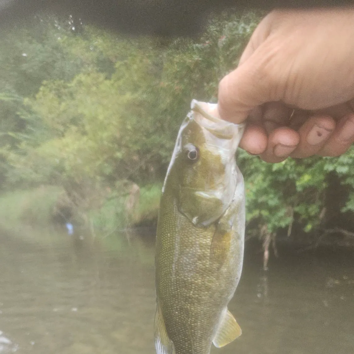 Smallmouth bass caught on Fishbrain