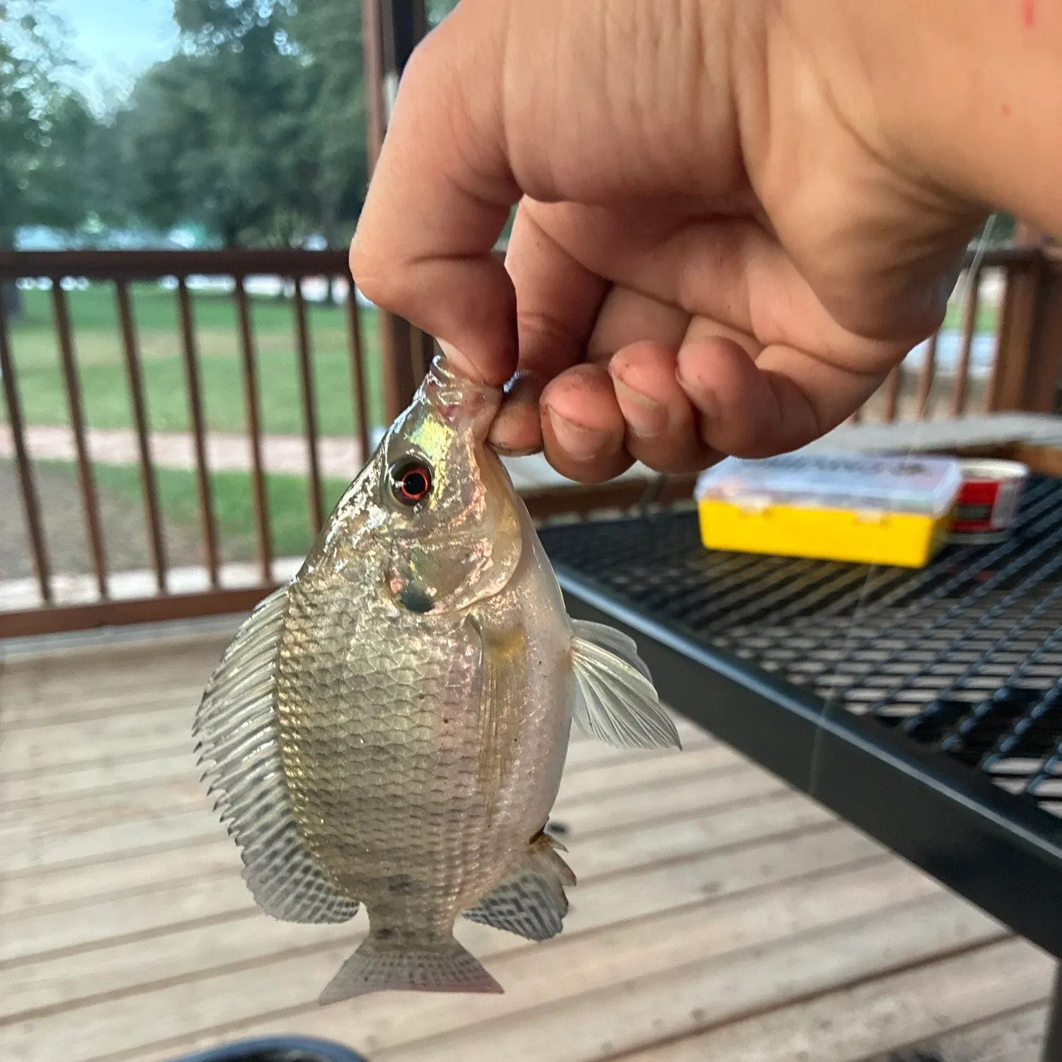 Nile tilapia caught on Fishbrain