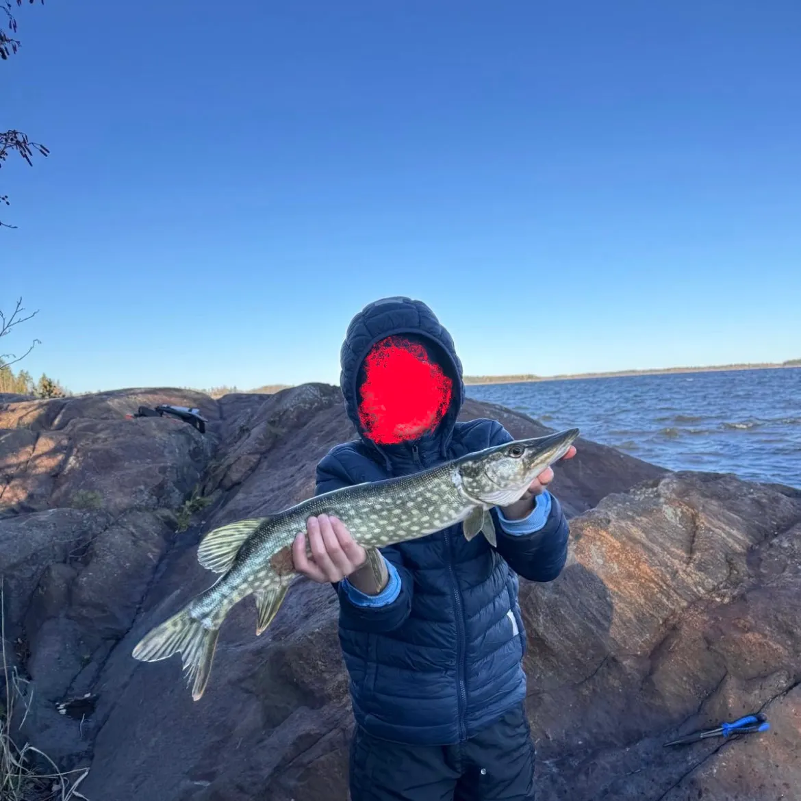 Northern pike caught on Fishbrain