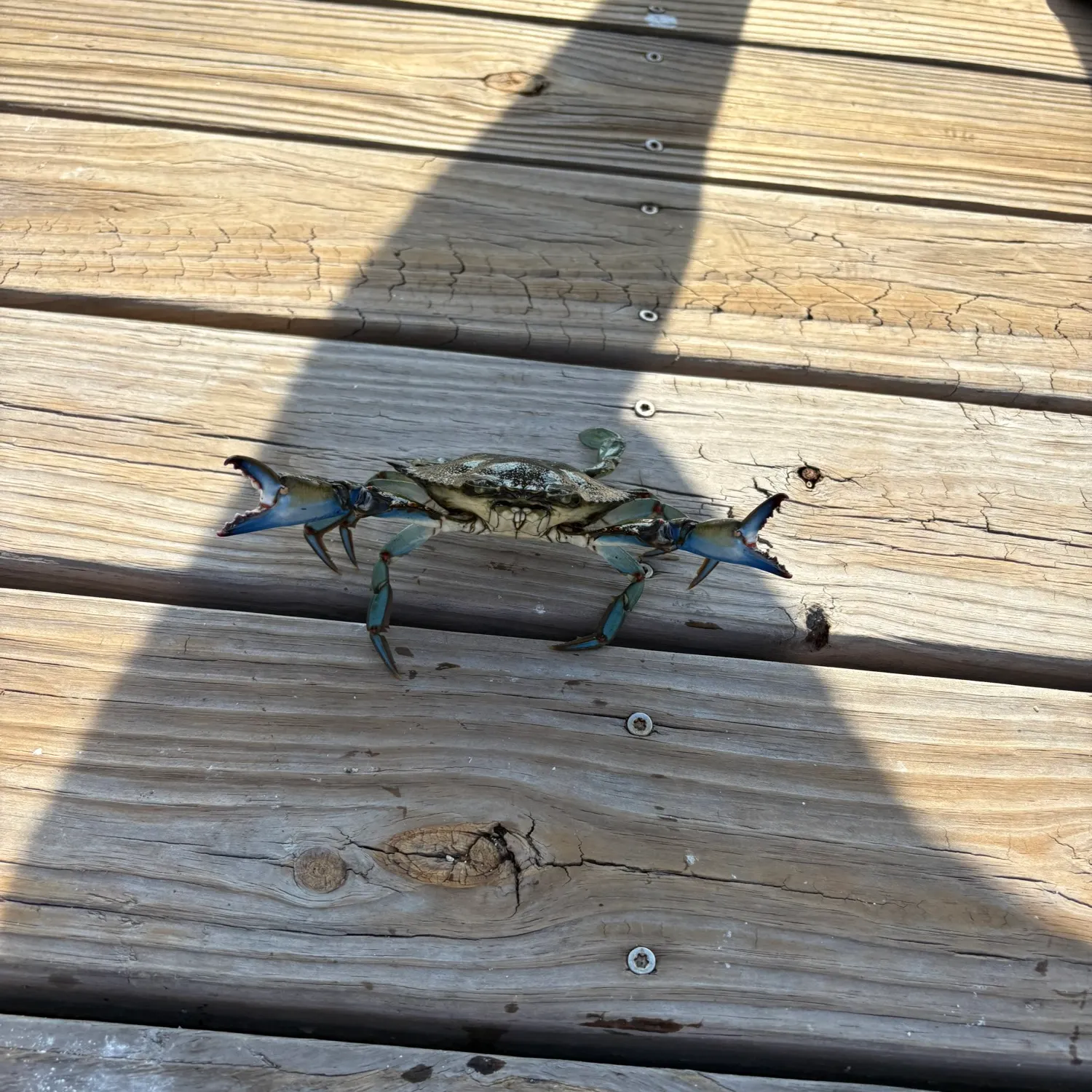 Blue crab caught on Fishbrain