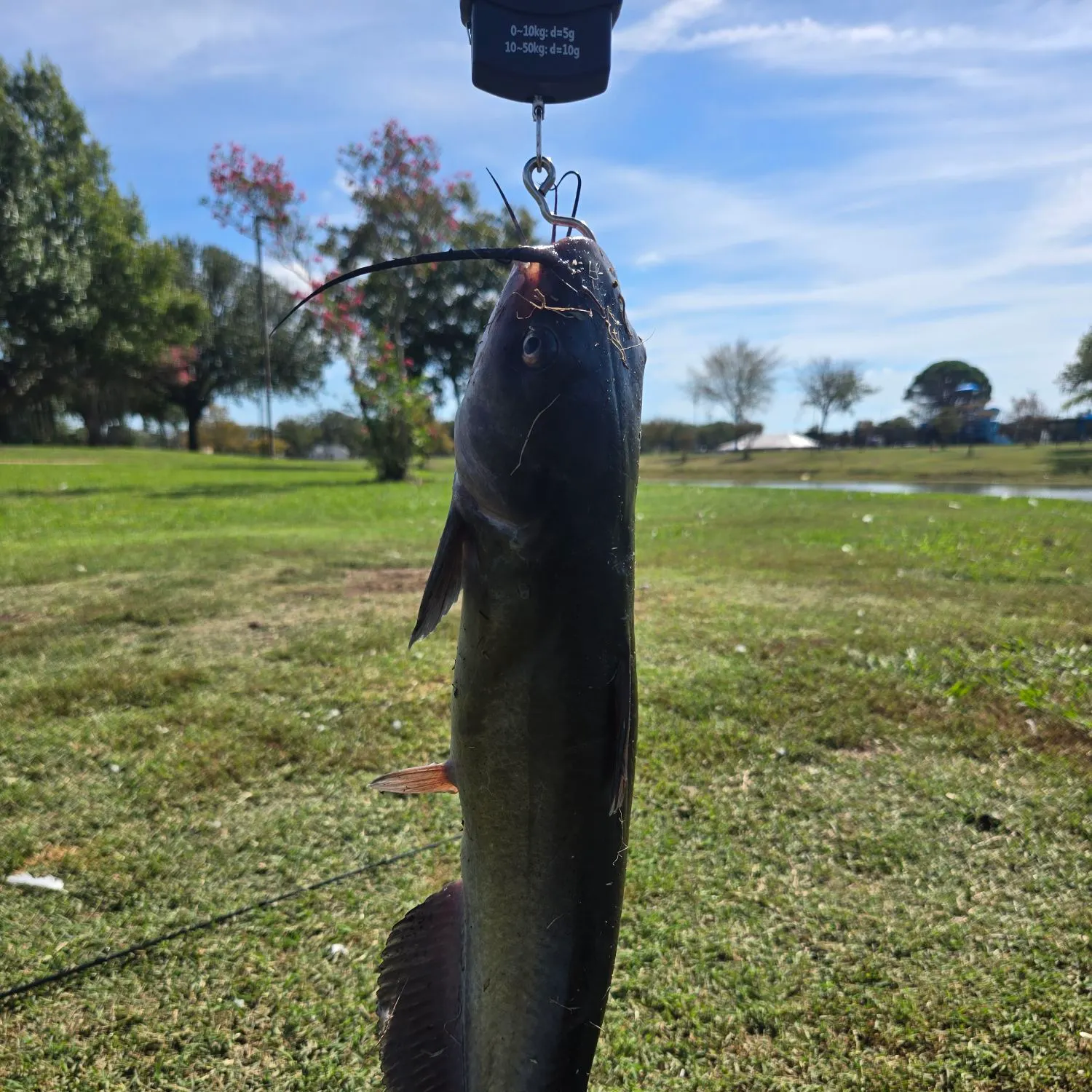 Yellow bullhead caught on Fishbrain