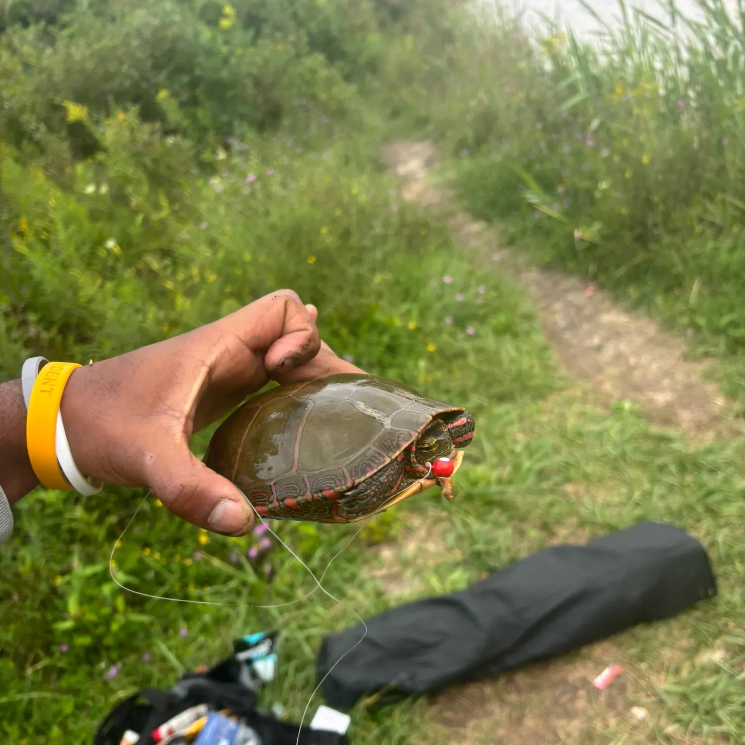 Painted turtle caught on Fishbrain