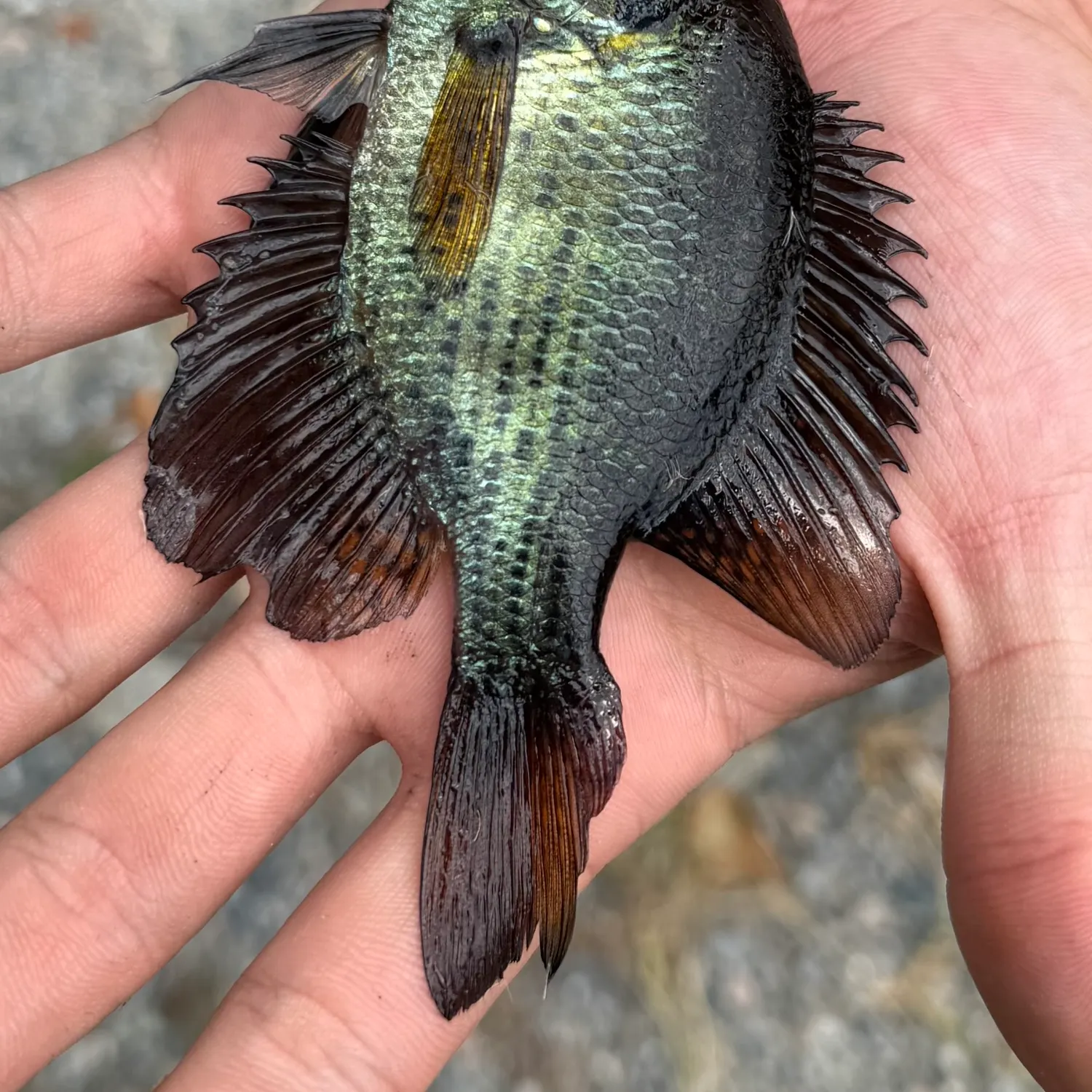 The most recent Flier catches on Fishbrain