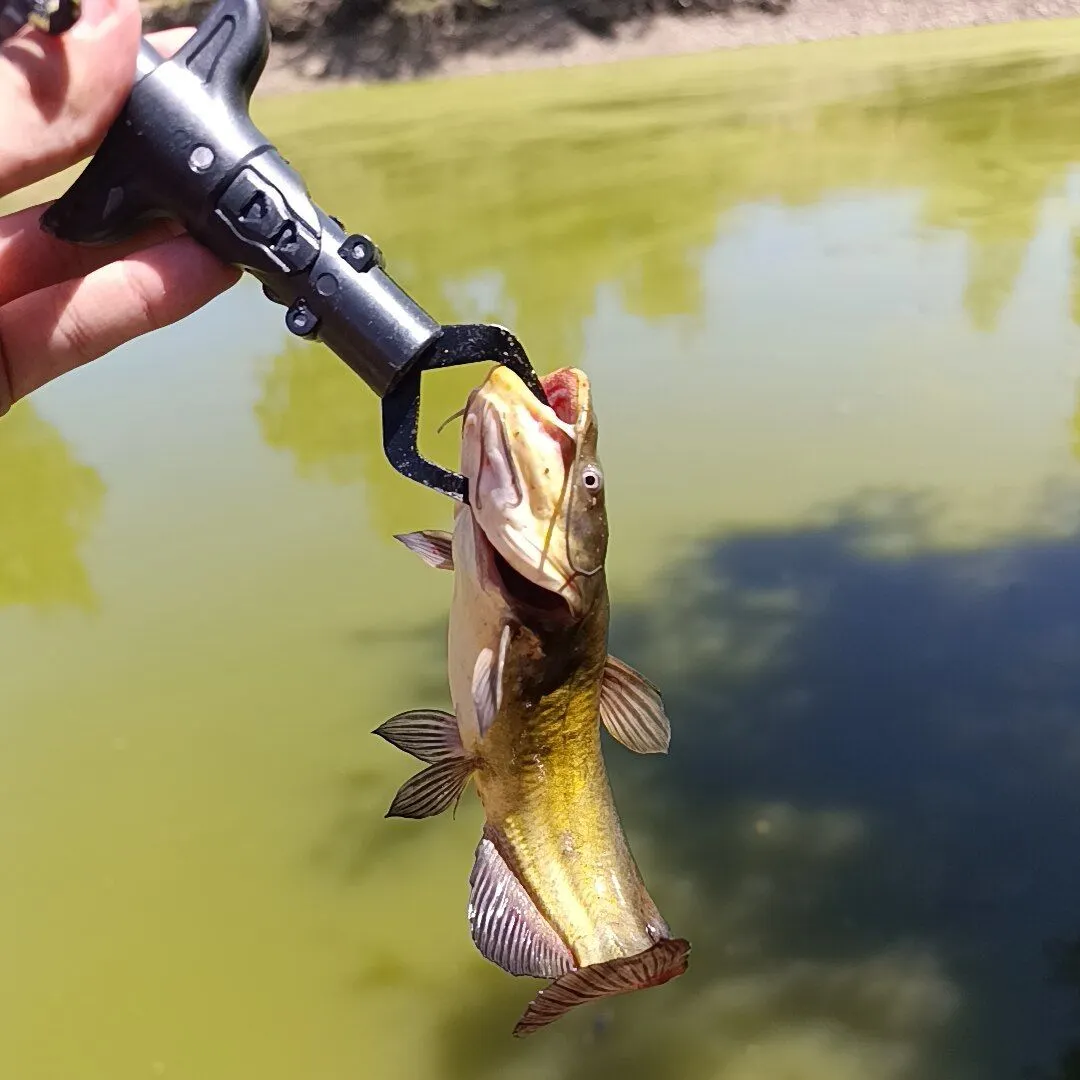 North African catfish caught on Fishbrain