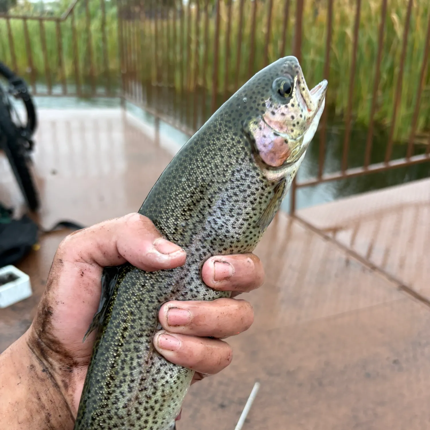 Rainbow trout caught on Fishbrain