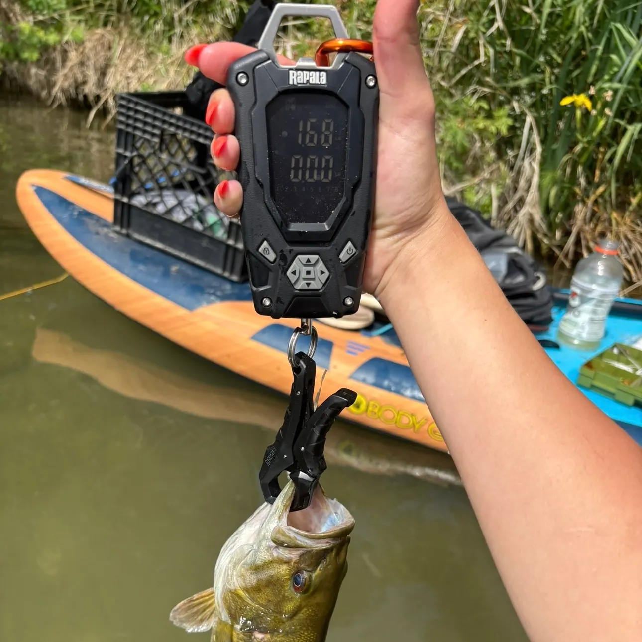 Smallmouth bass caught on Fishbrain