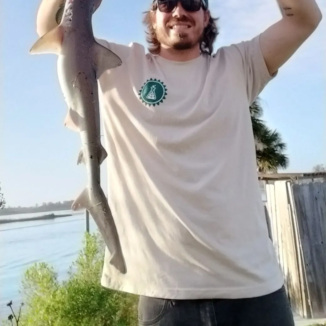 The most recent Atlantic sharpnose shark catches on Fishbrain