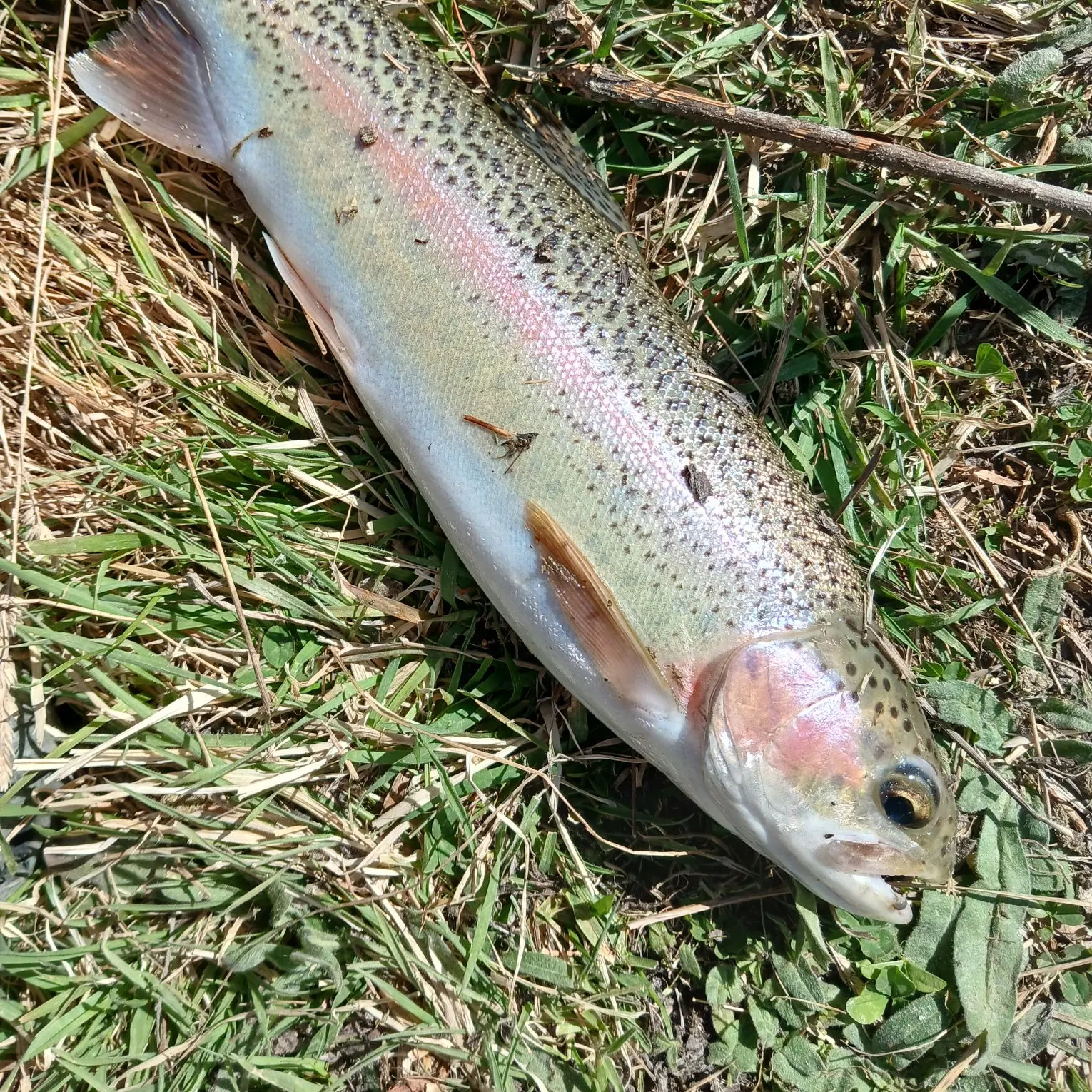 Rainbow trout caught on Fishbrain