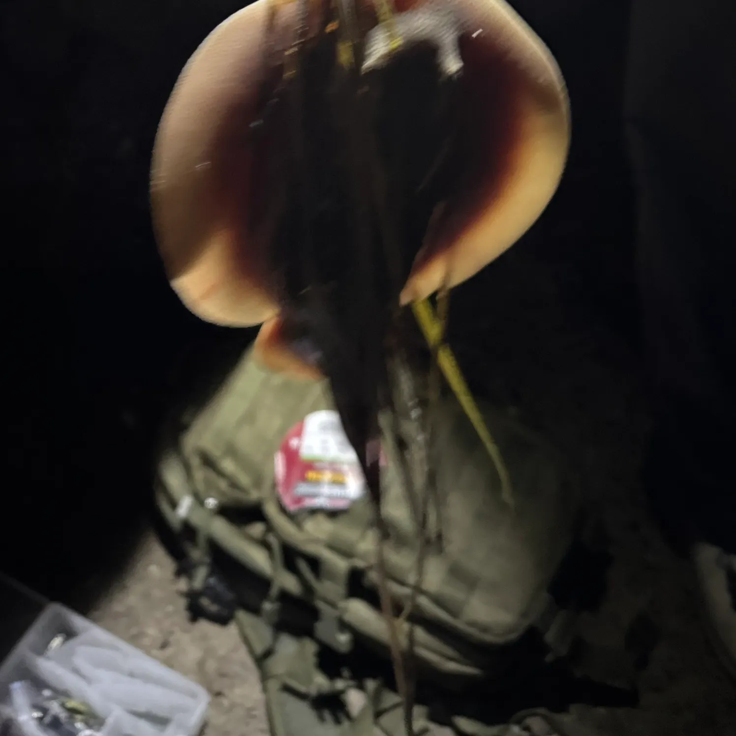 The most recent Honeycomb stingray catches on Fishbrain