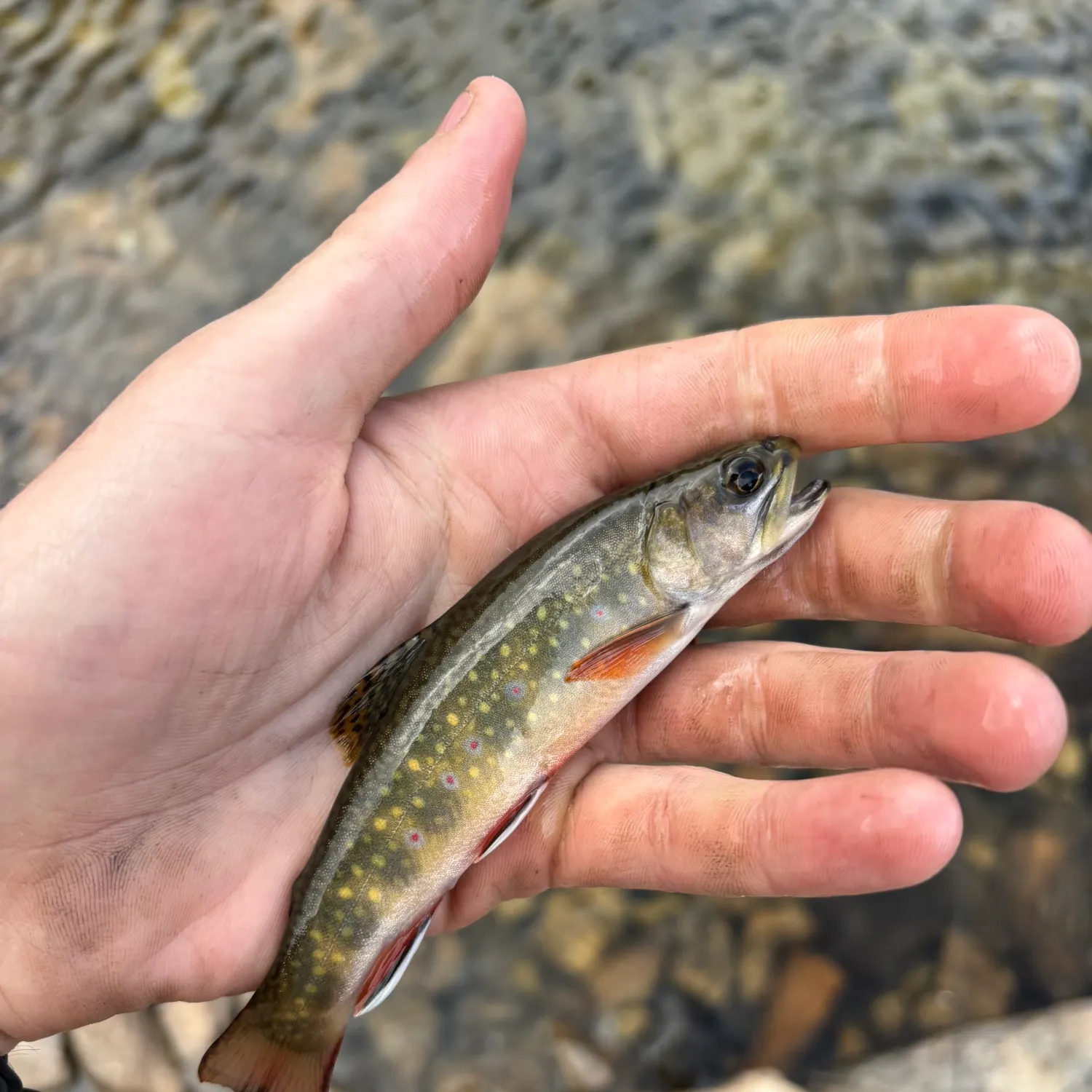 Brook trout caught on Fishbrain