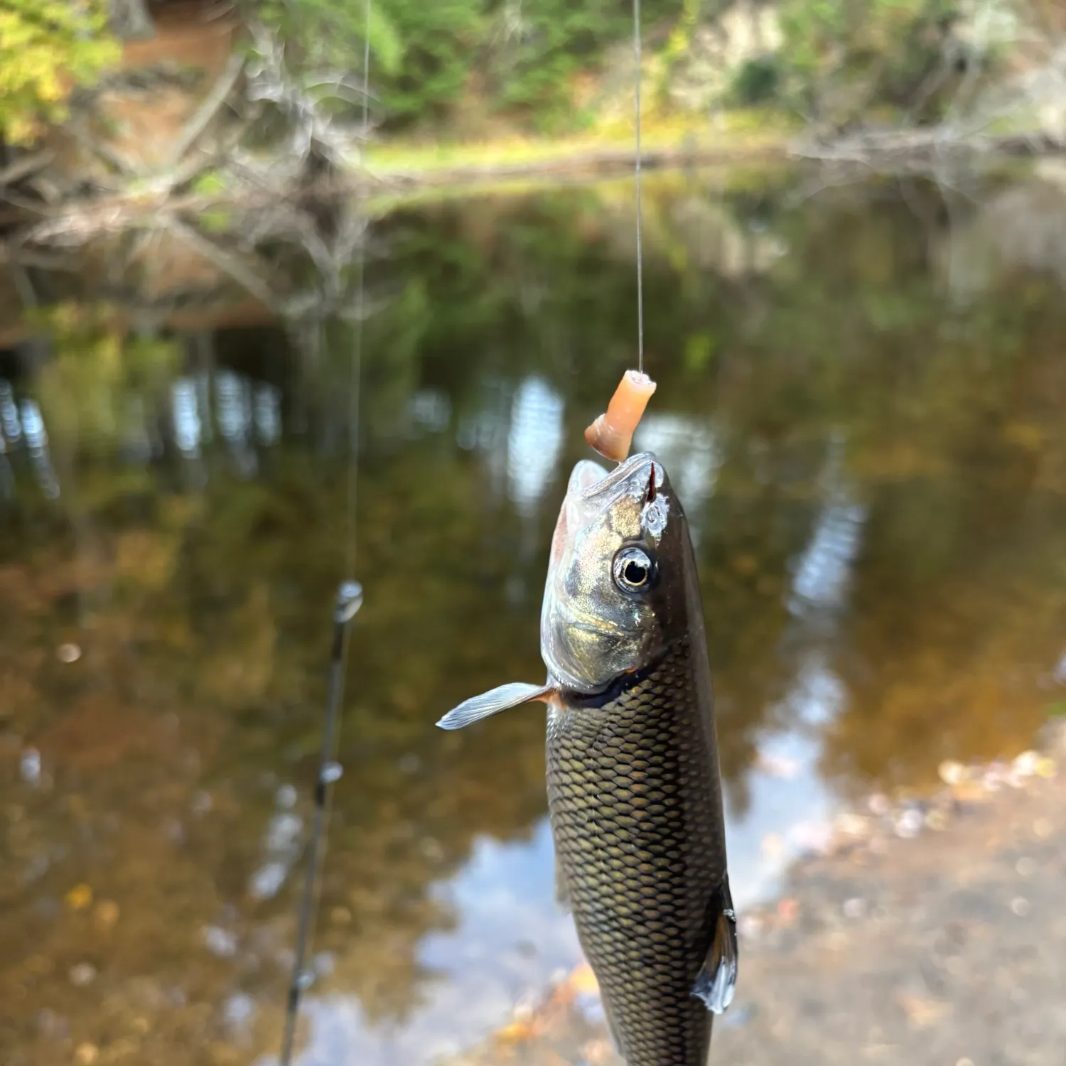 Fallfish caught on Fishbrain