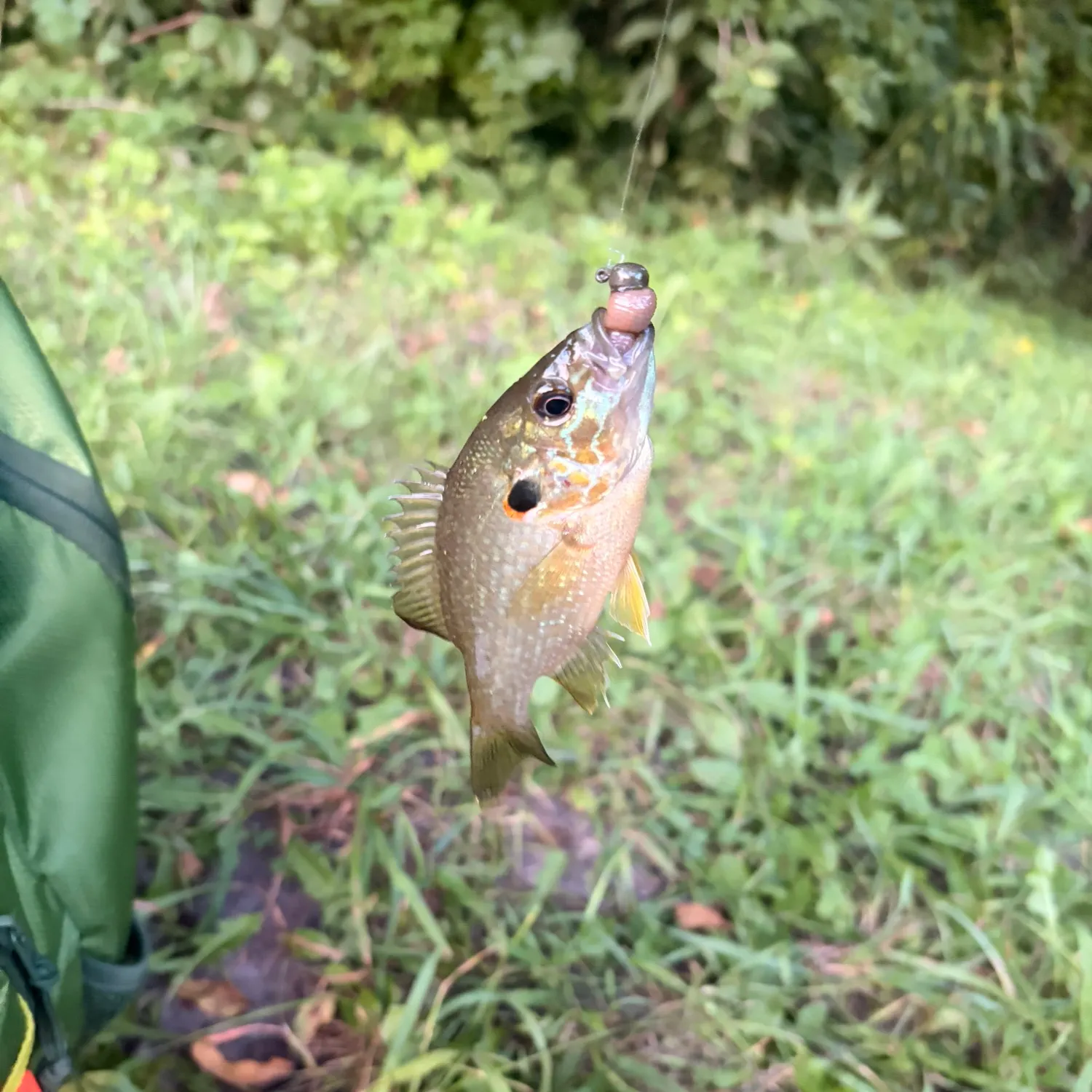 Pumpkinseed caught on Fishbrain